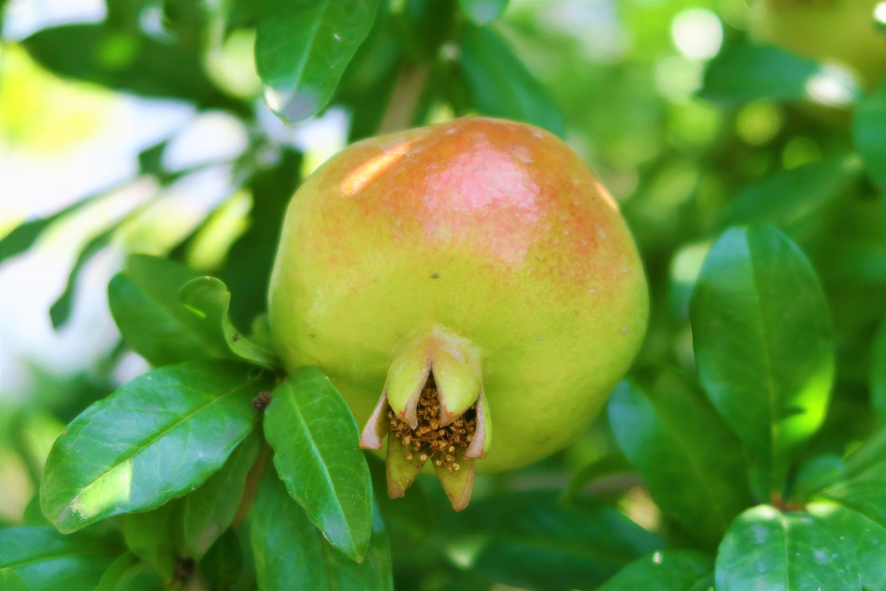 pomegranate  fruit  food free photo