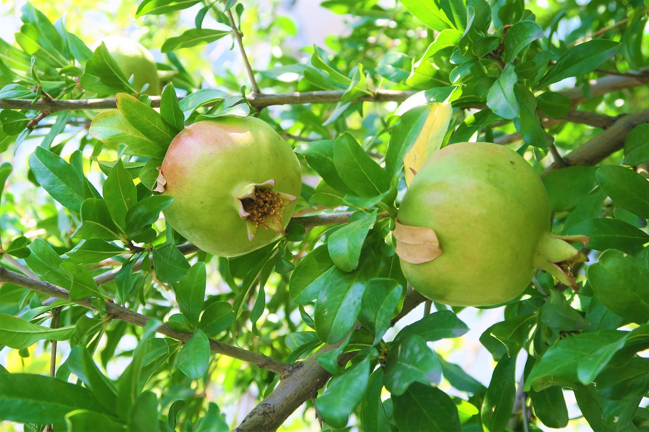 pomegranate  fruit  nature free photo