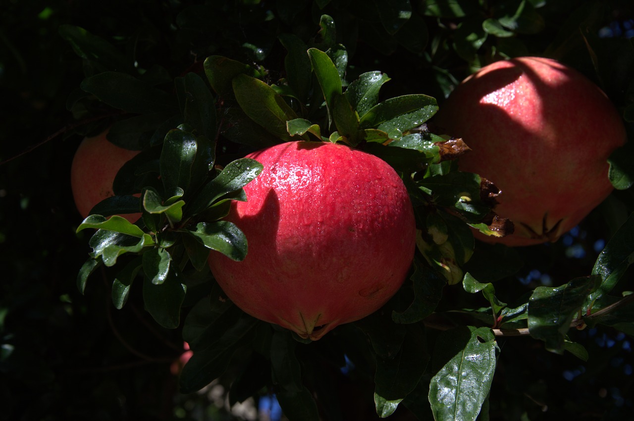 pomegranate  plant  fruit free photo