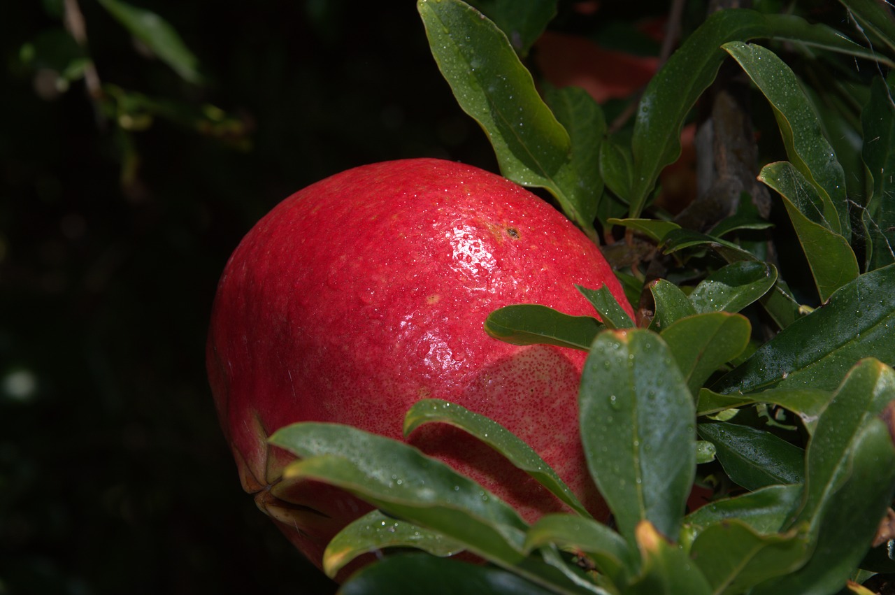 pomegranate  plant  fruit free photo