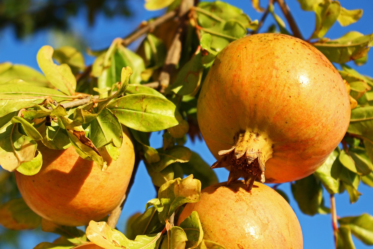 pomegranate  fruit  fresh free photo