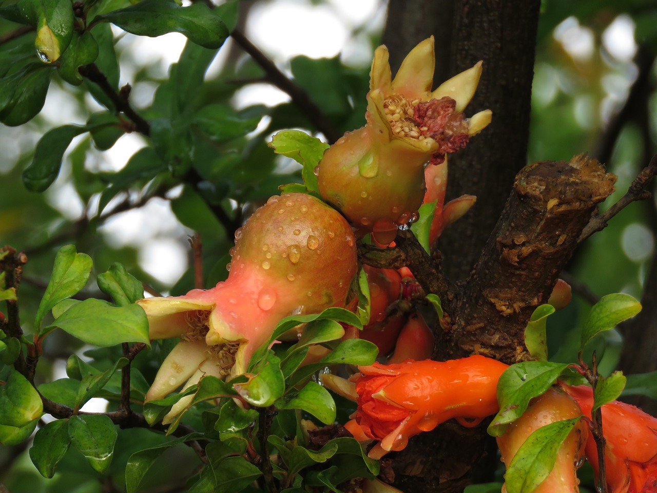 pomegranate  fruit  nature free photo