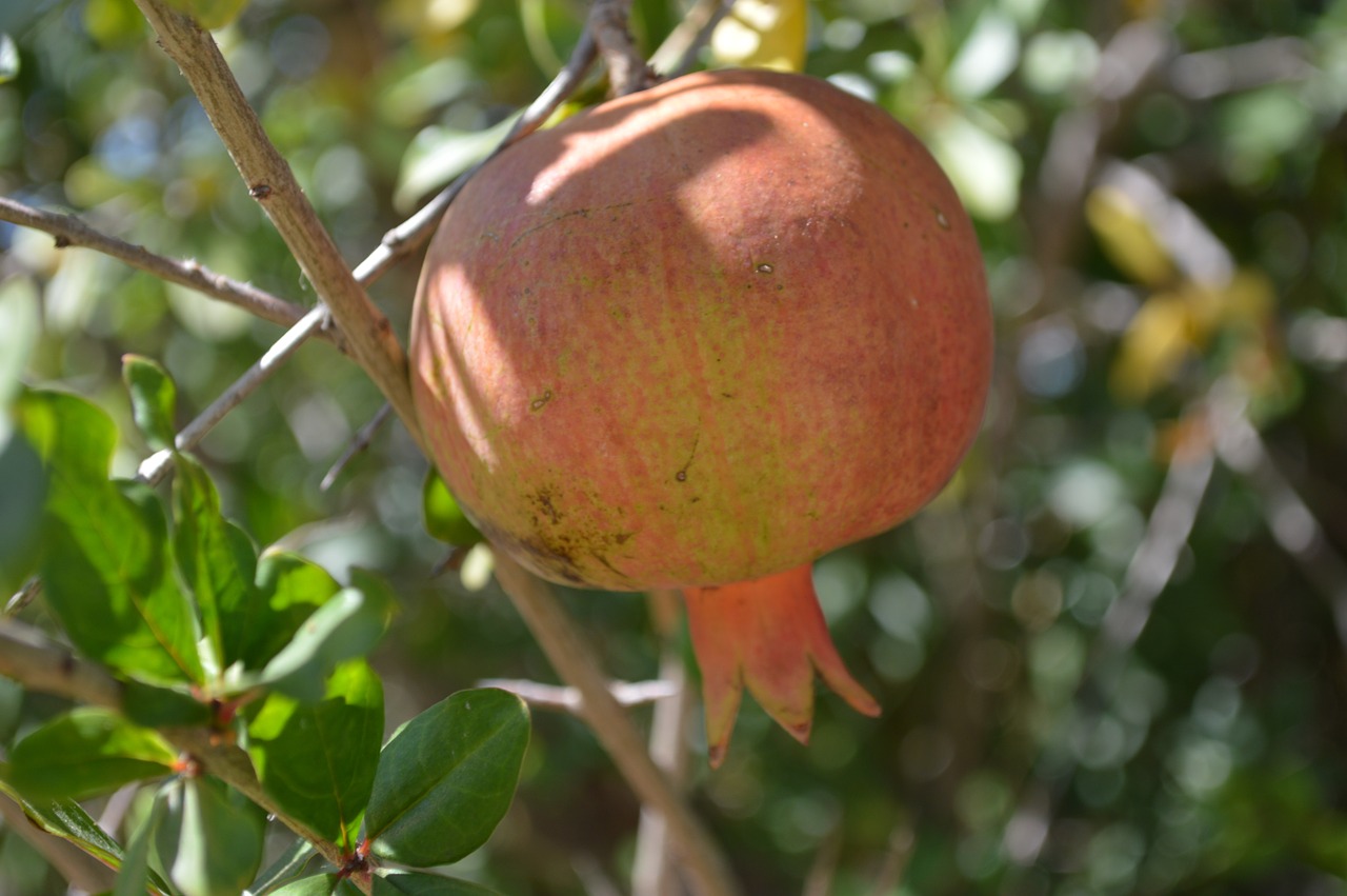 pomegranate food fruit free photo