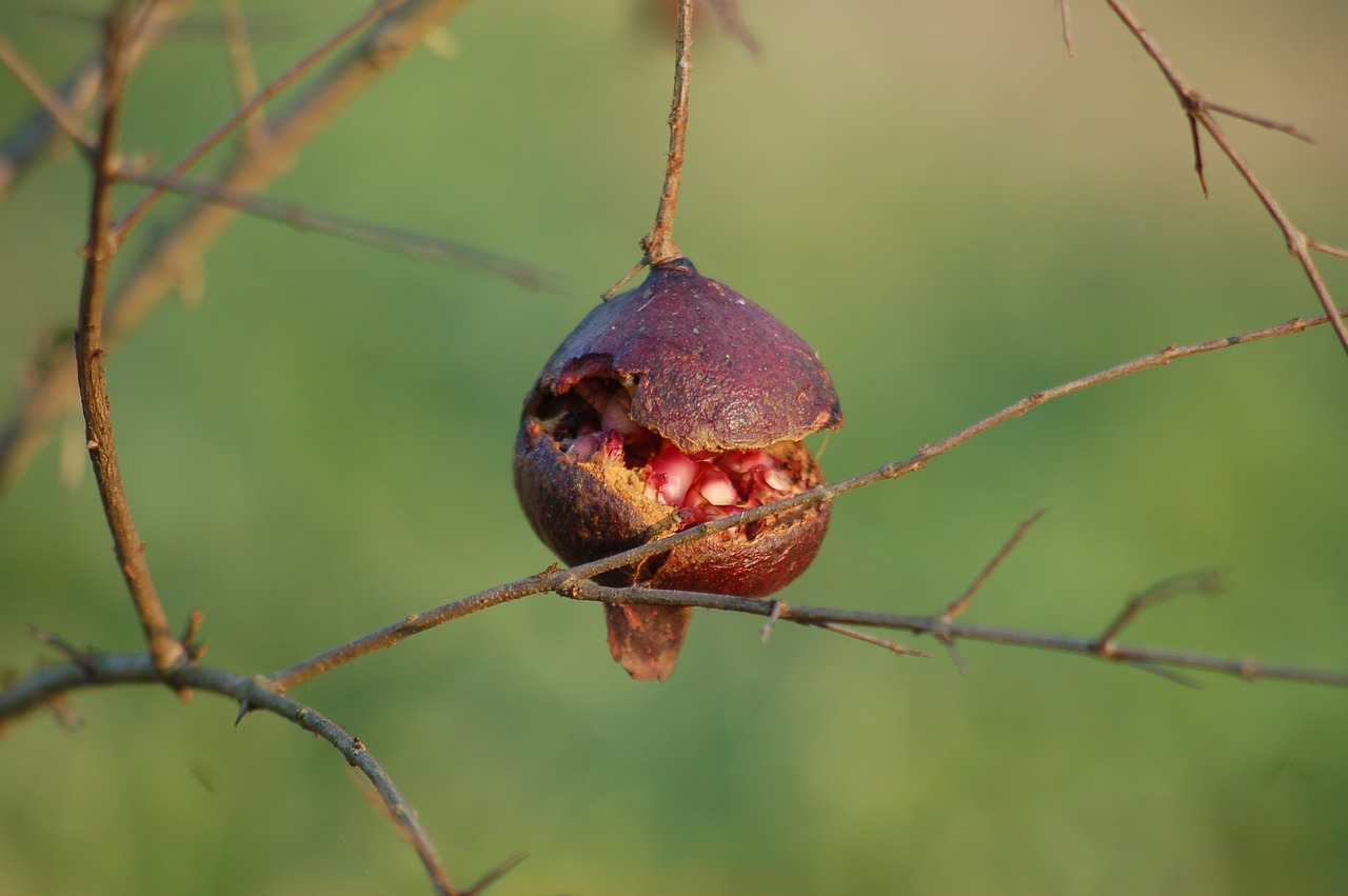 pomegranate  autumn  fruit free photo