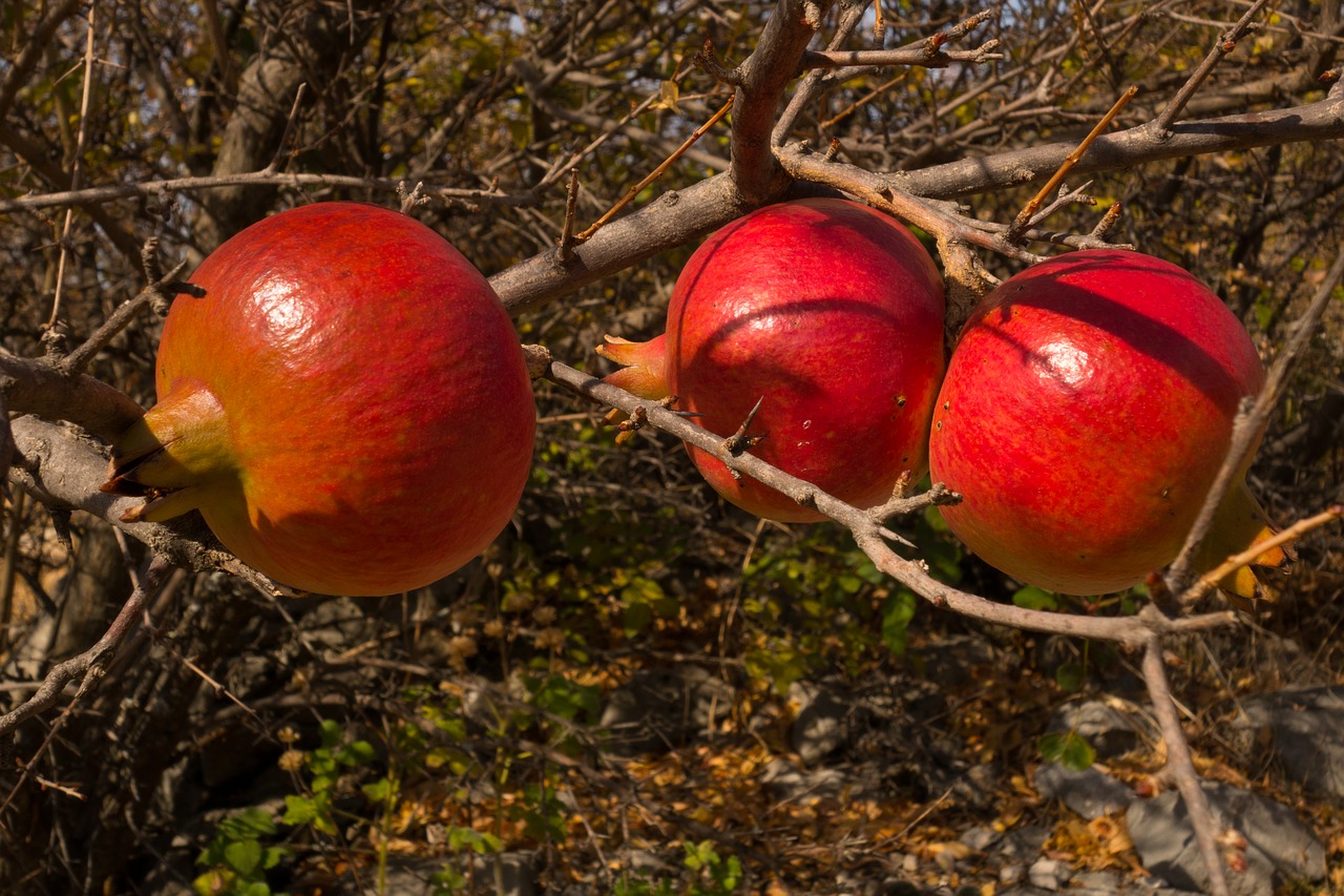 pomegranate  fruit  red free photo