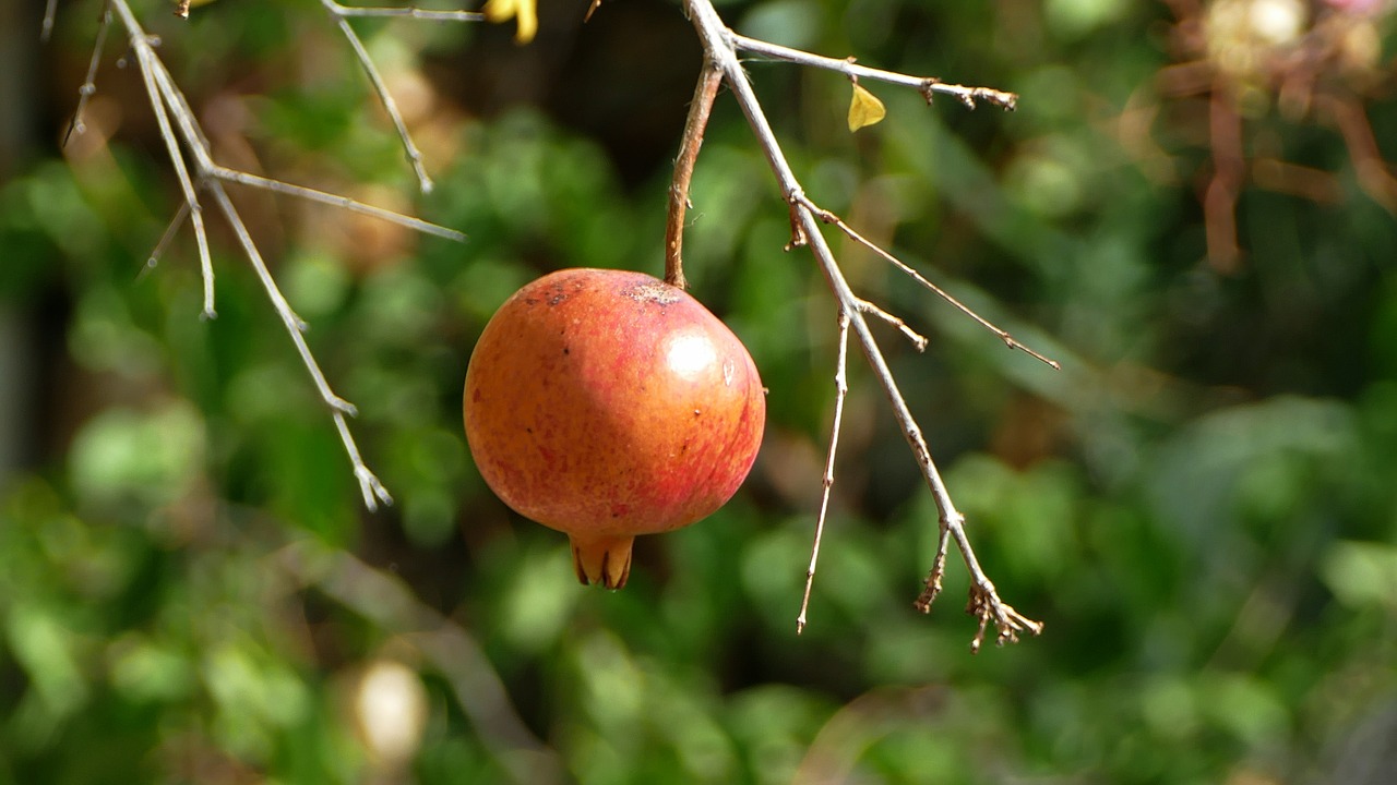 pomegranate  fruit  mediterranean free photo