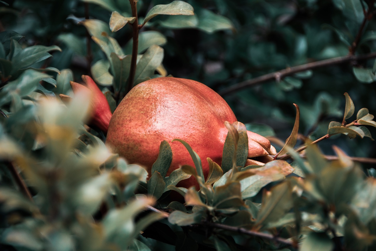 pomegranate  garden  fruit free photo