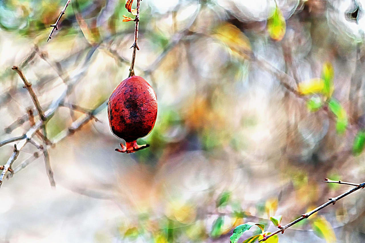 pomegranate  tree  leaf free photo