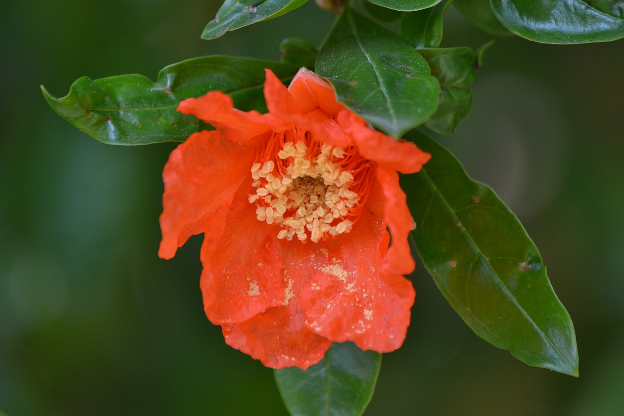 pomegranate flower orange free photo