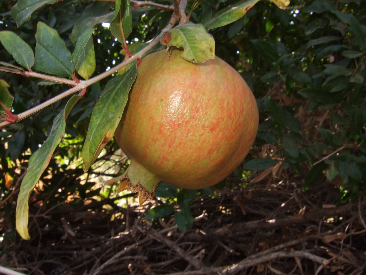 pomegranate fruit mediterranean free photo