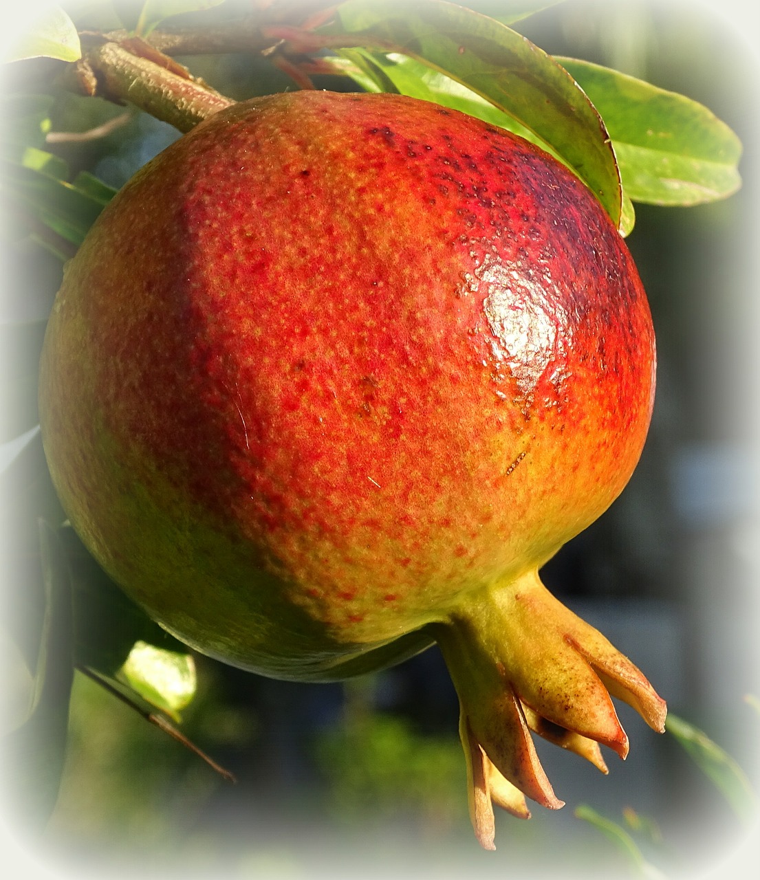 pomegranate fruit ripe free photo
