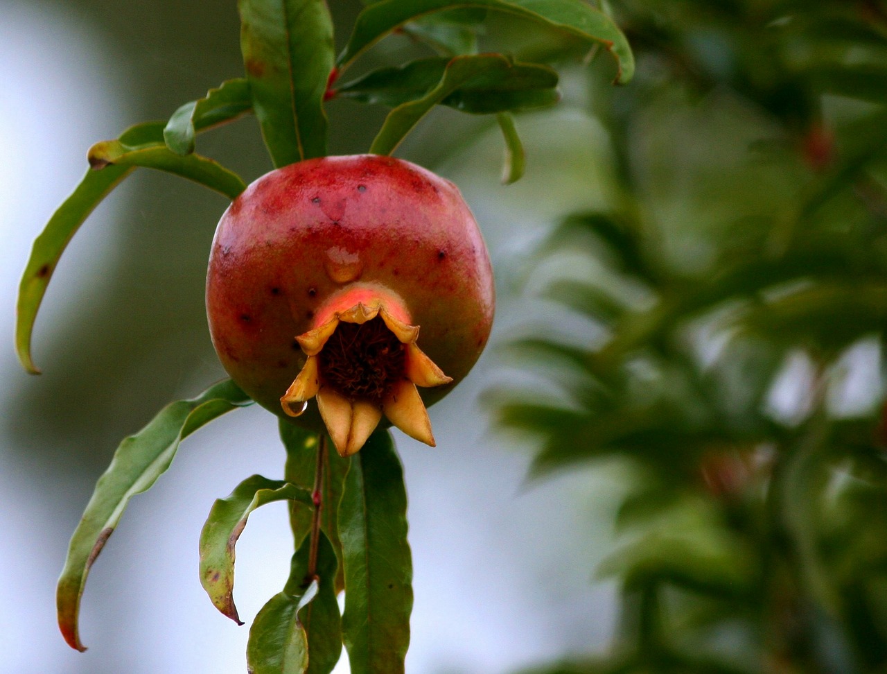 pomegranate fruit healthy free photo
