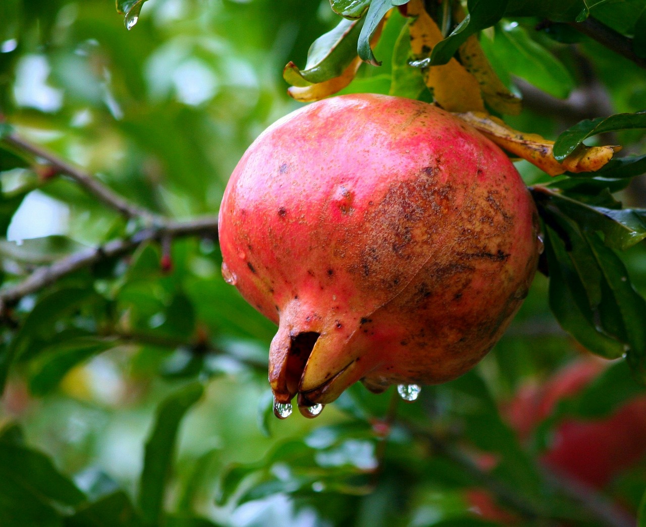 pomegranate fruit healthy free photo