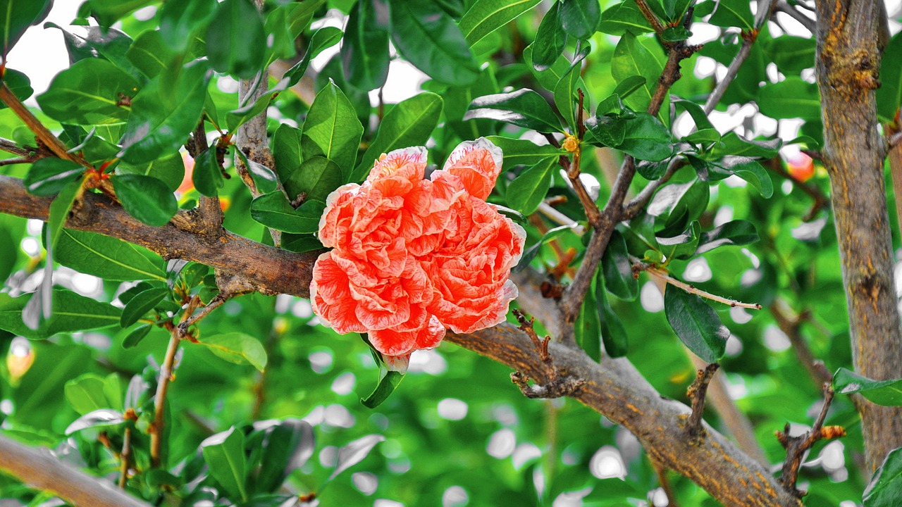 pomegranate flower summer free photo