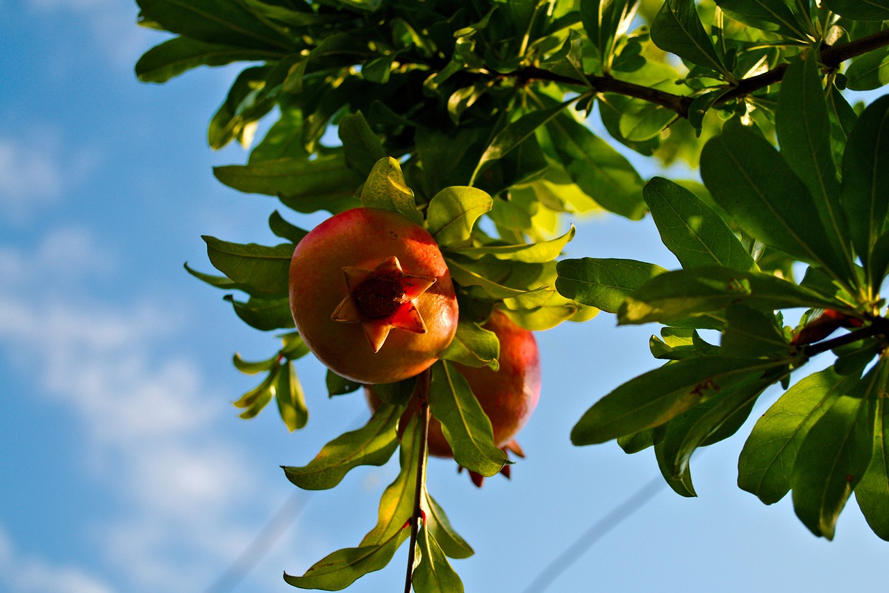 pomegranate tree sky free photo