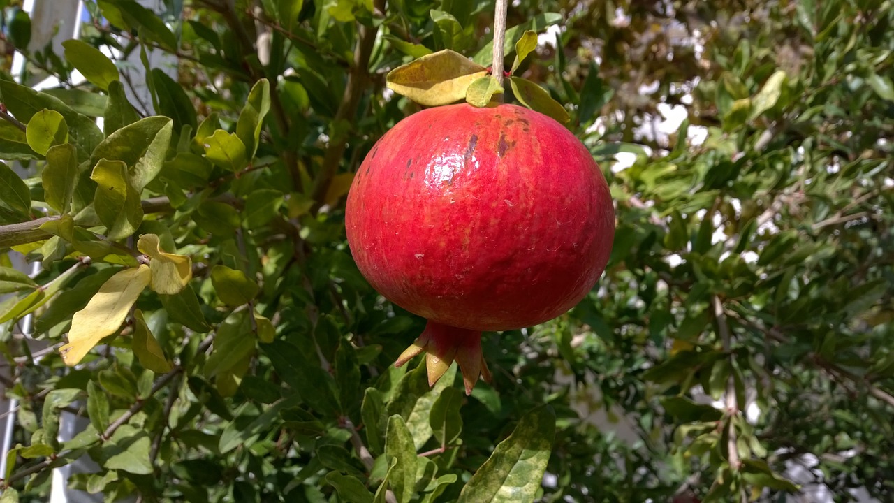 pomegranate fruit mediterranean free photo