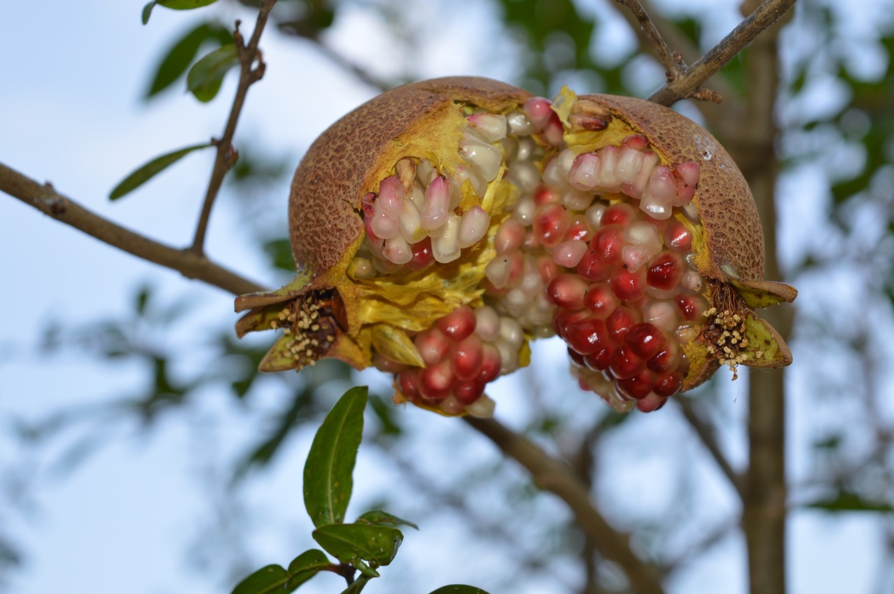 pomegranate fruit puglia free photo