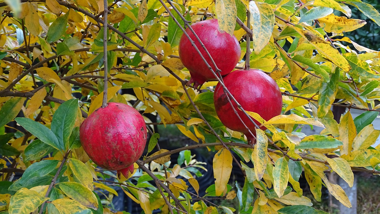 pomegranate fruit bazaar free photo