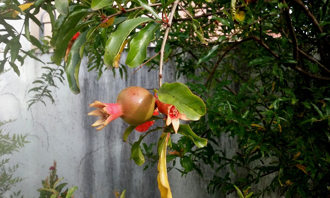 pomegranate spring fruit free photo