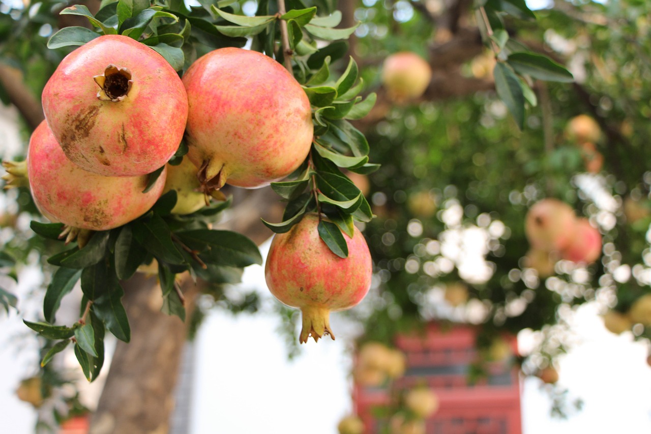 pomegranate fruit memorial free photo