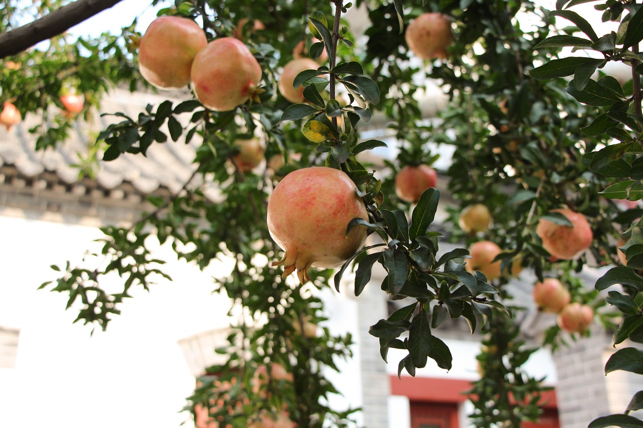 pomegranate fruit afternoon free photo