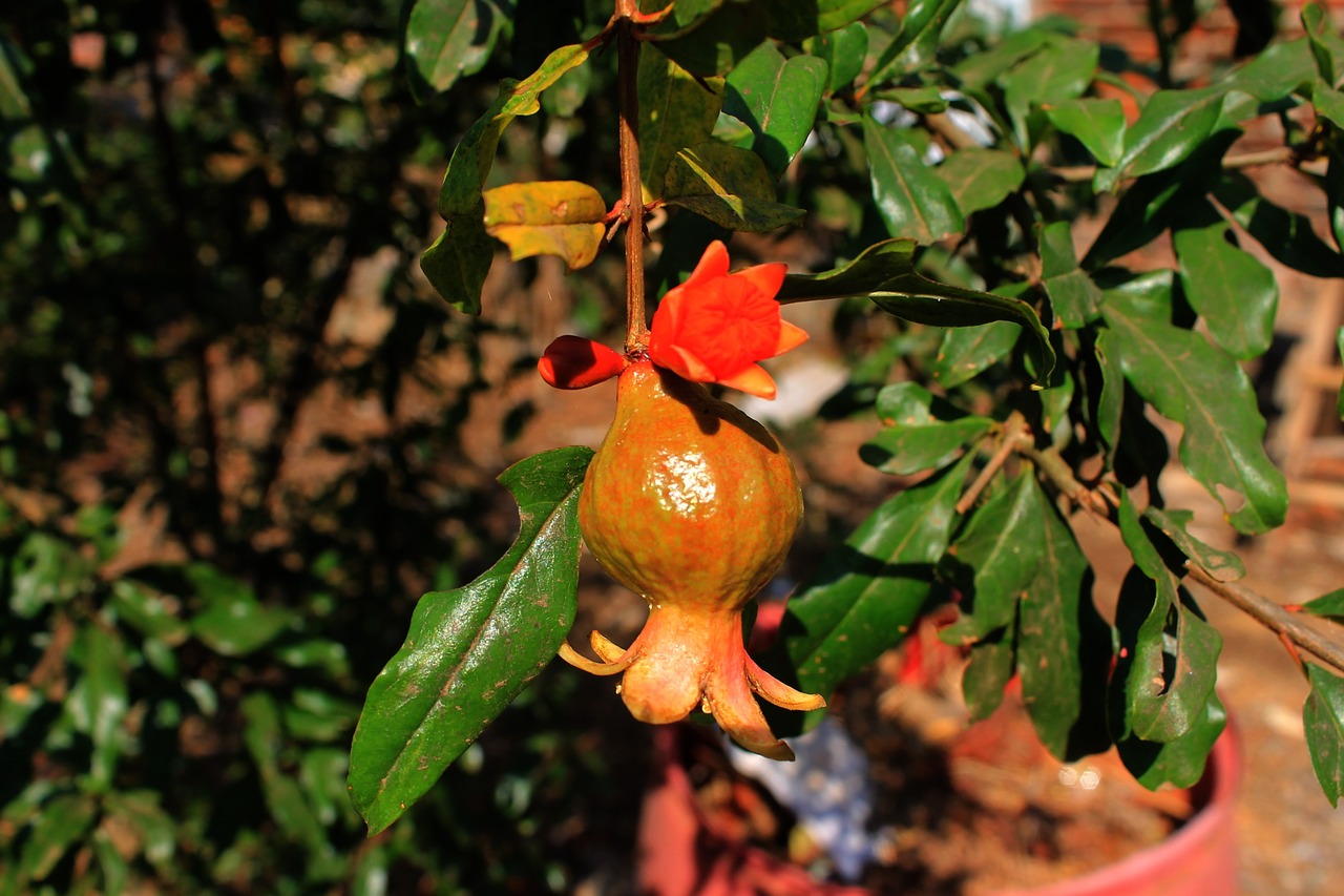 pomegranate fruit nature free photo