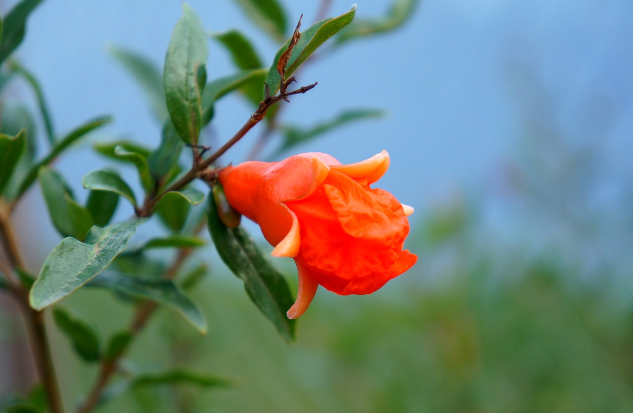 pomegranate blossom  budding free pictures free photo