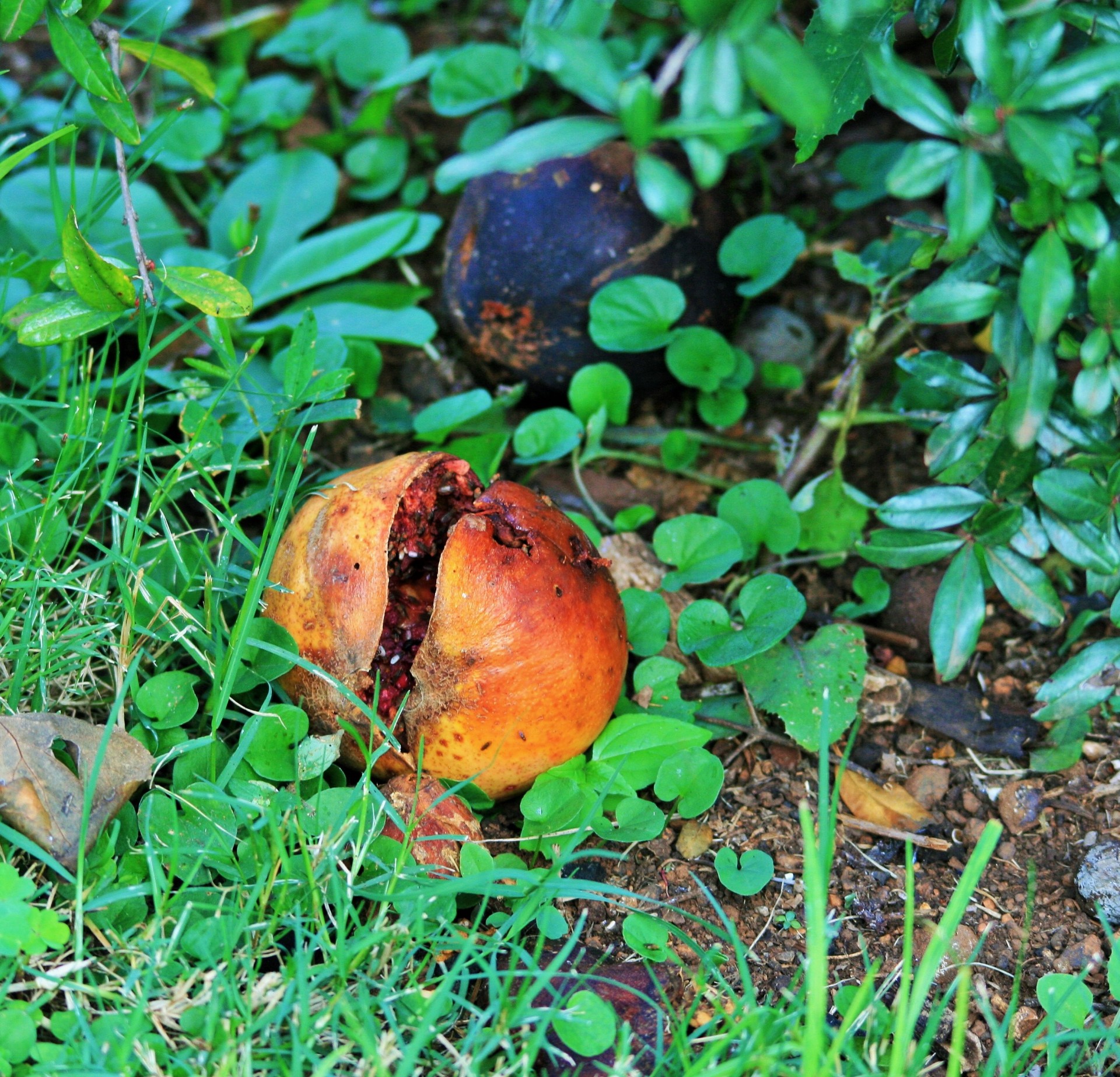 fruit pomegranate bad free photo