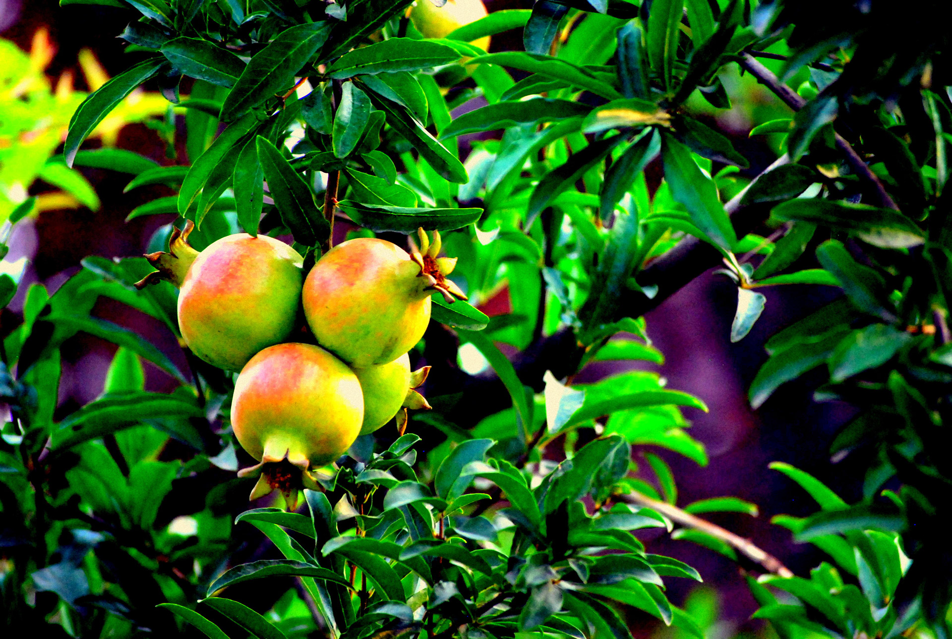 pomegranate cluster fruit free photo