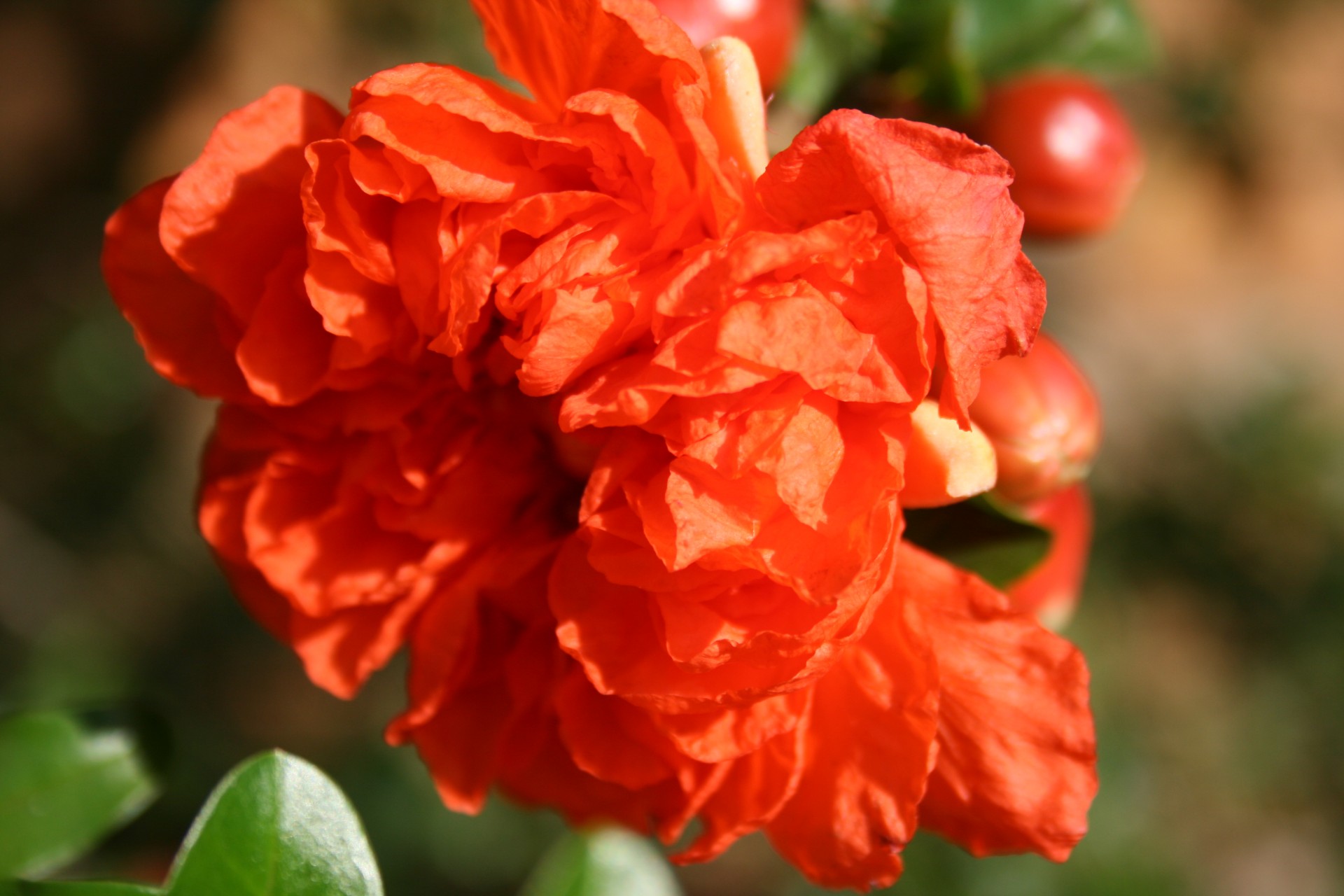 flower bloom orange free photo