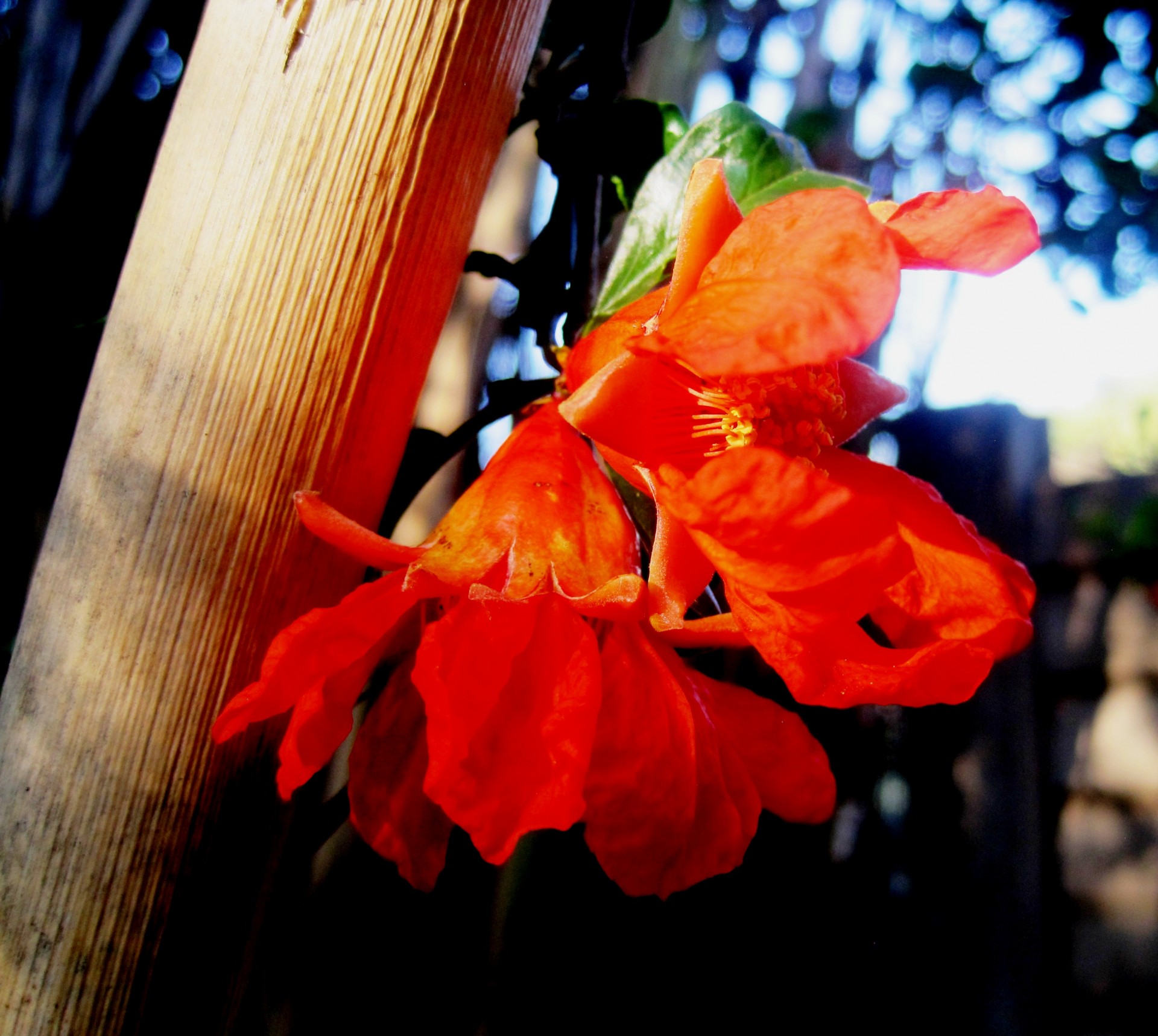 flowers pomegranate orange free photo