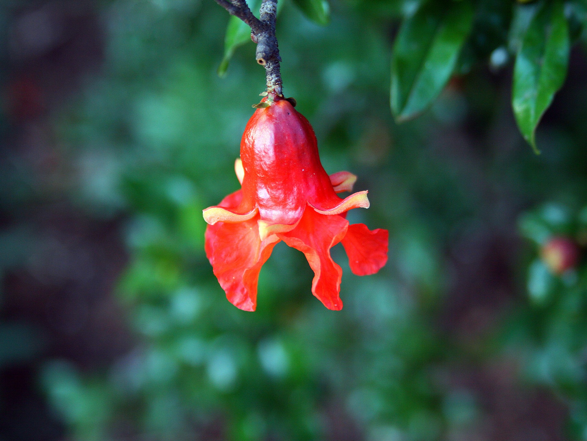 flower fruit orange free photo