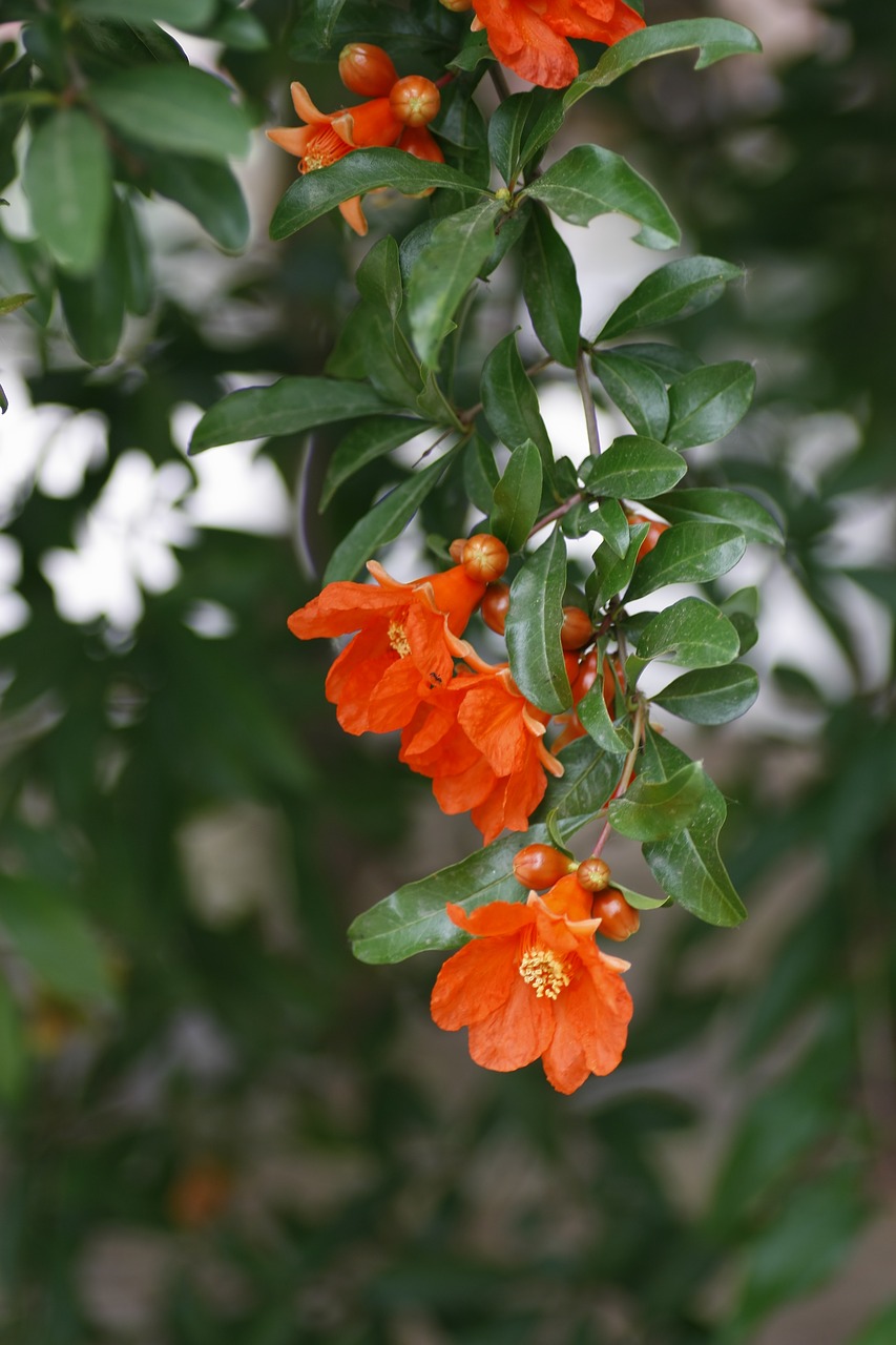 pomegranate flower red fire free photo