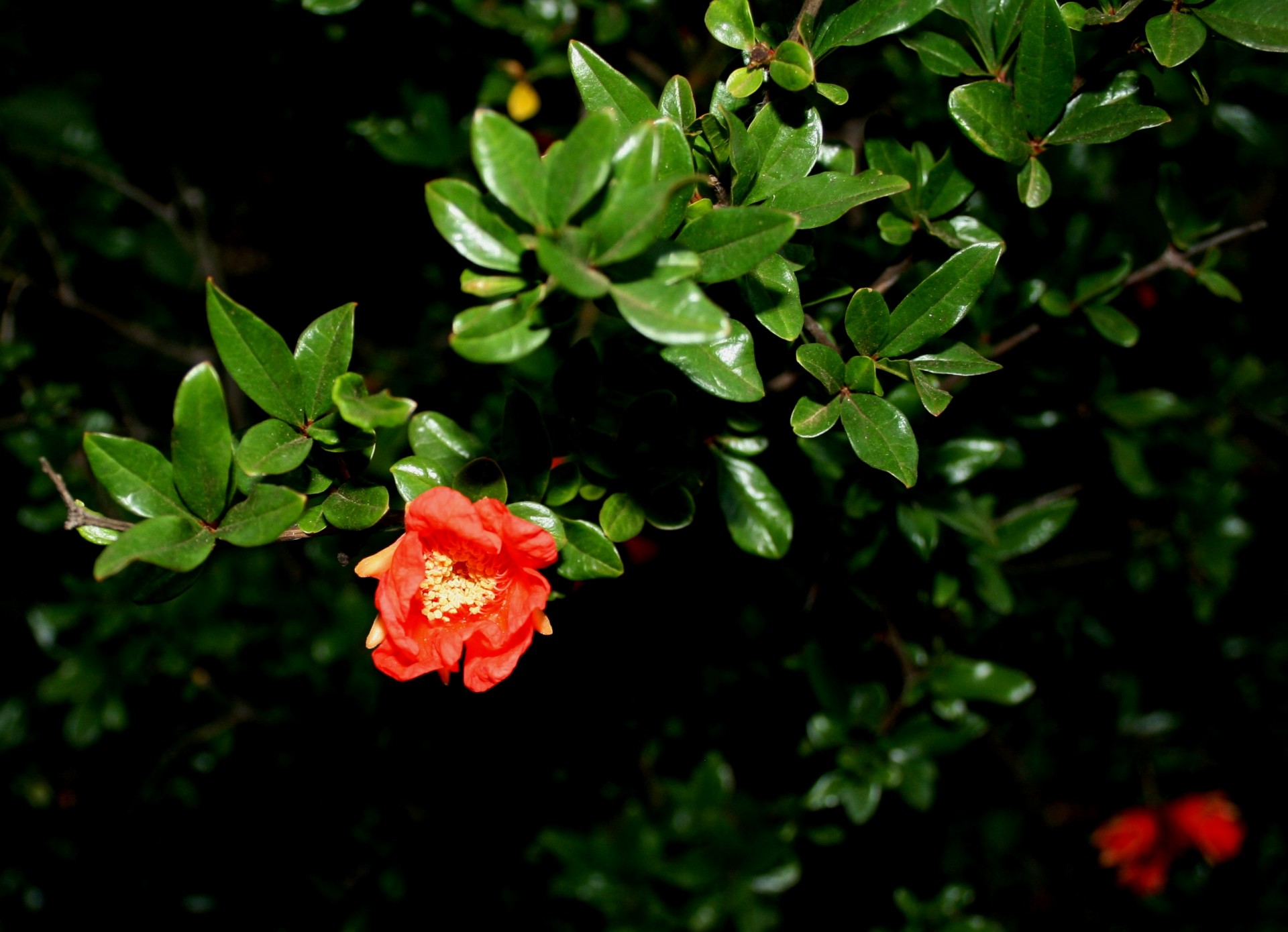 pomegranate flower bloom free photo
