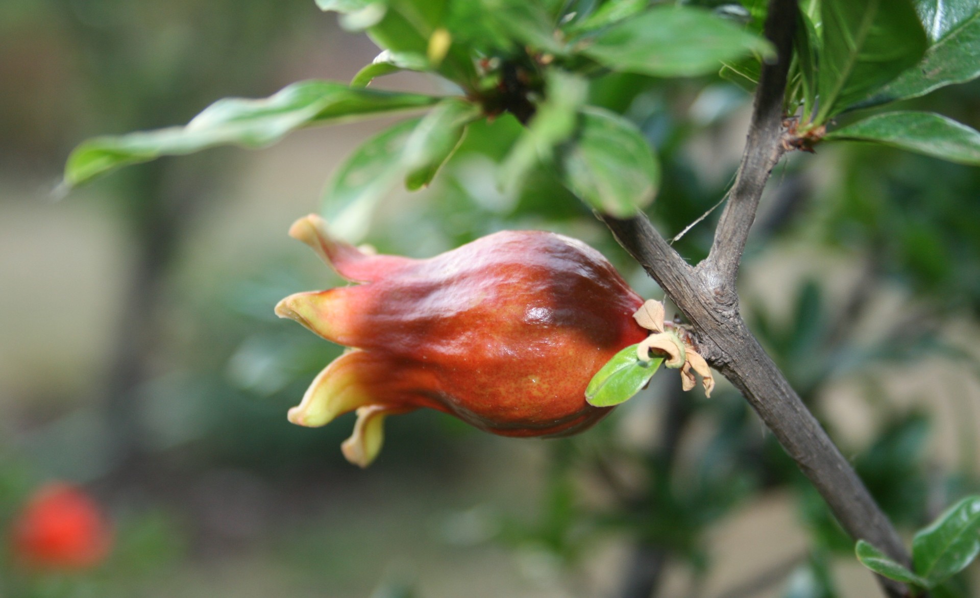 fruit pomegranate swelling free photo