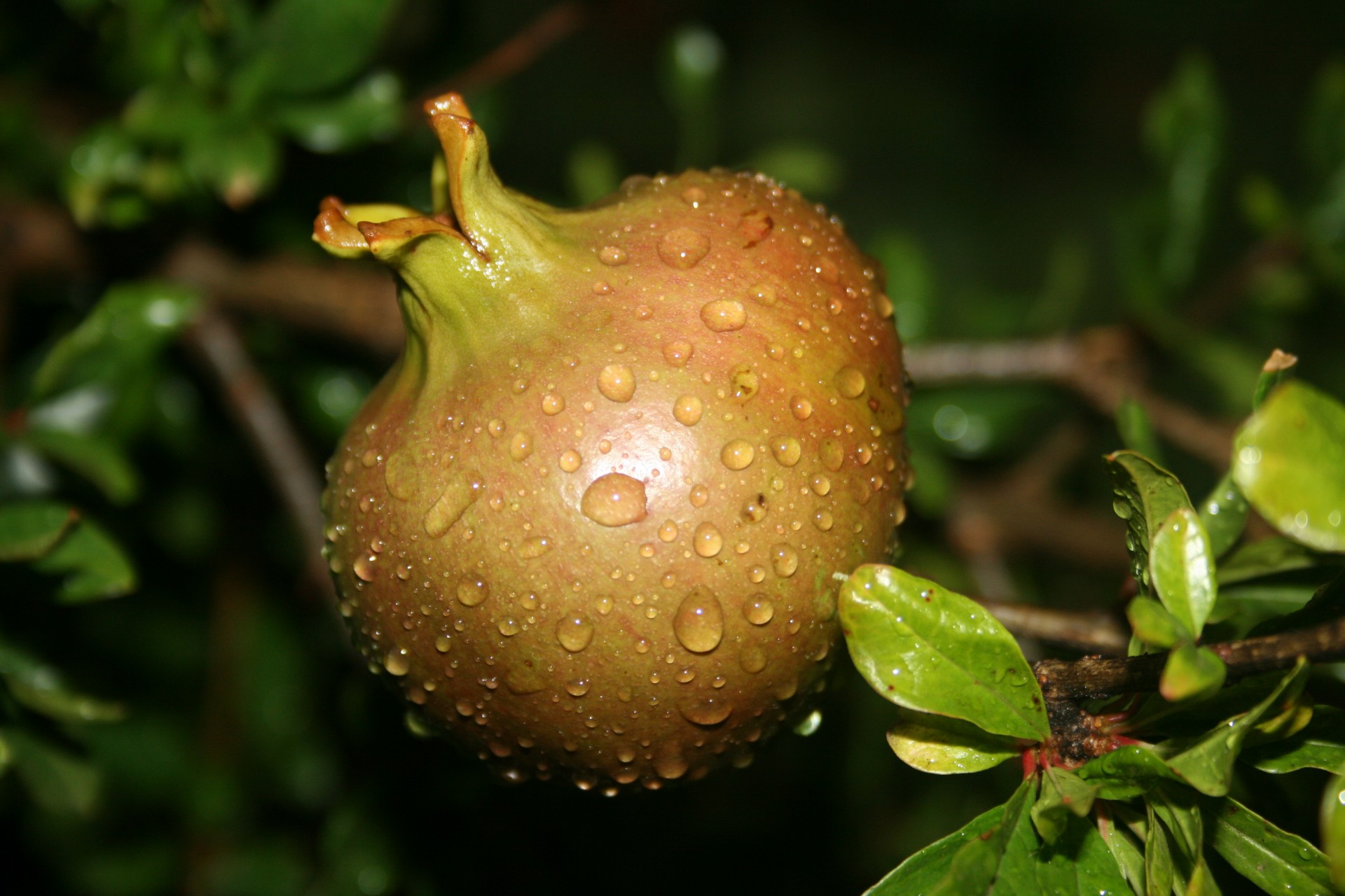 fruit pomegranate round free photo