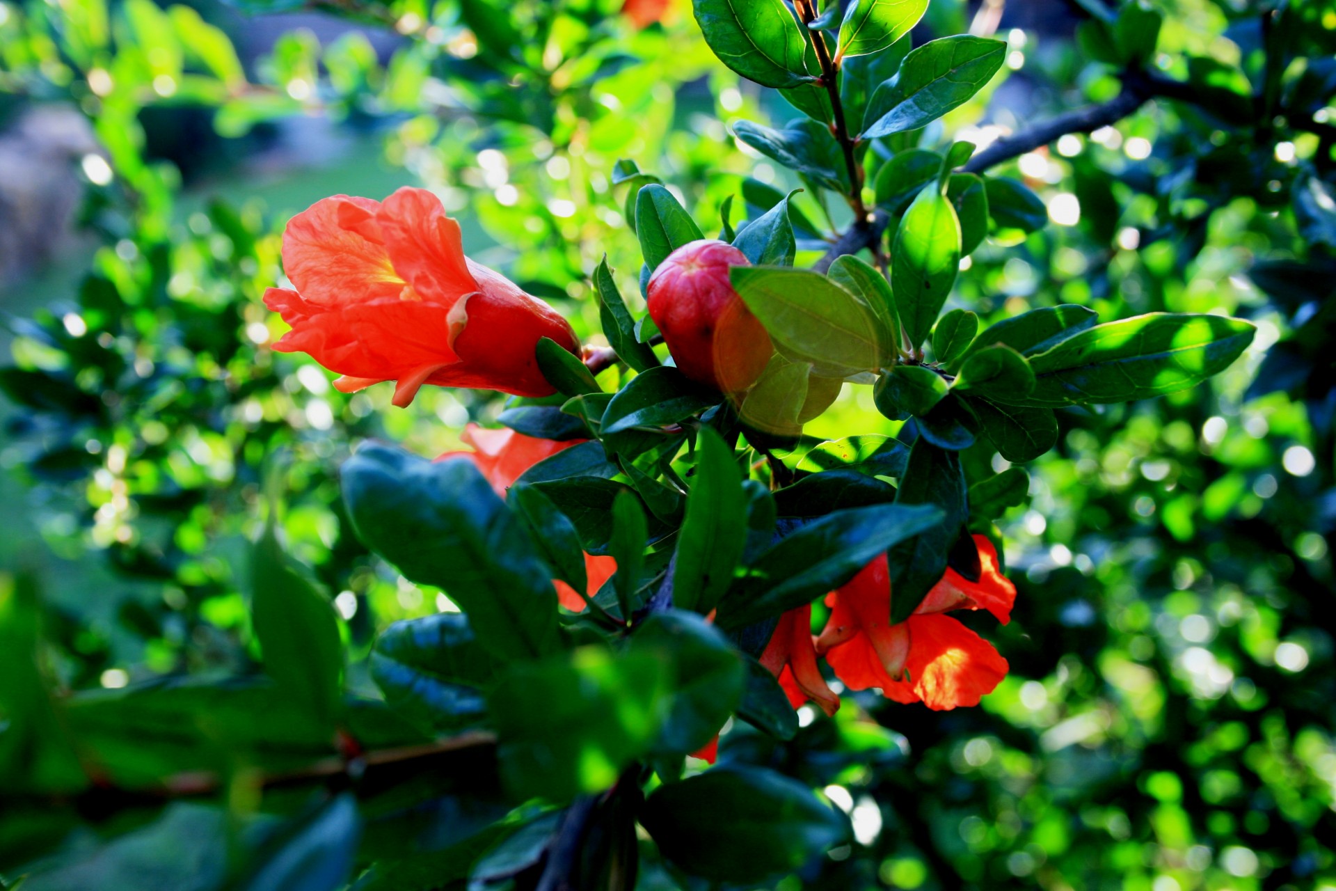 tree fruit pomegranate free photo