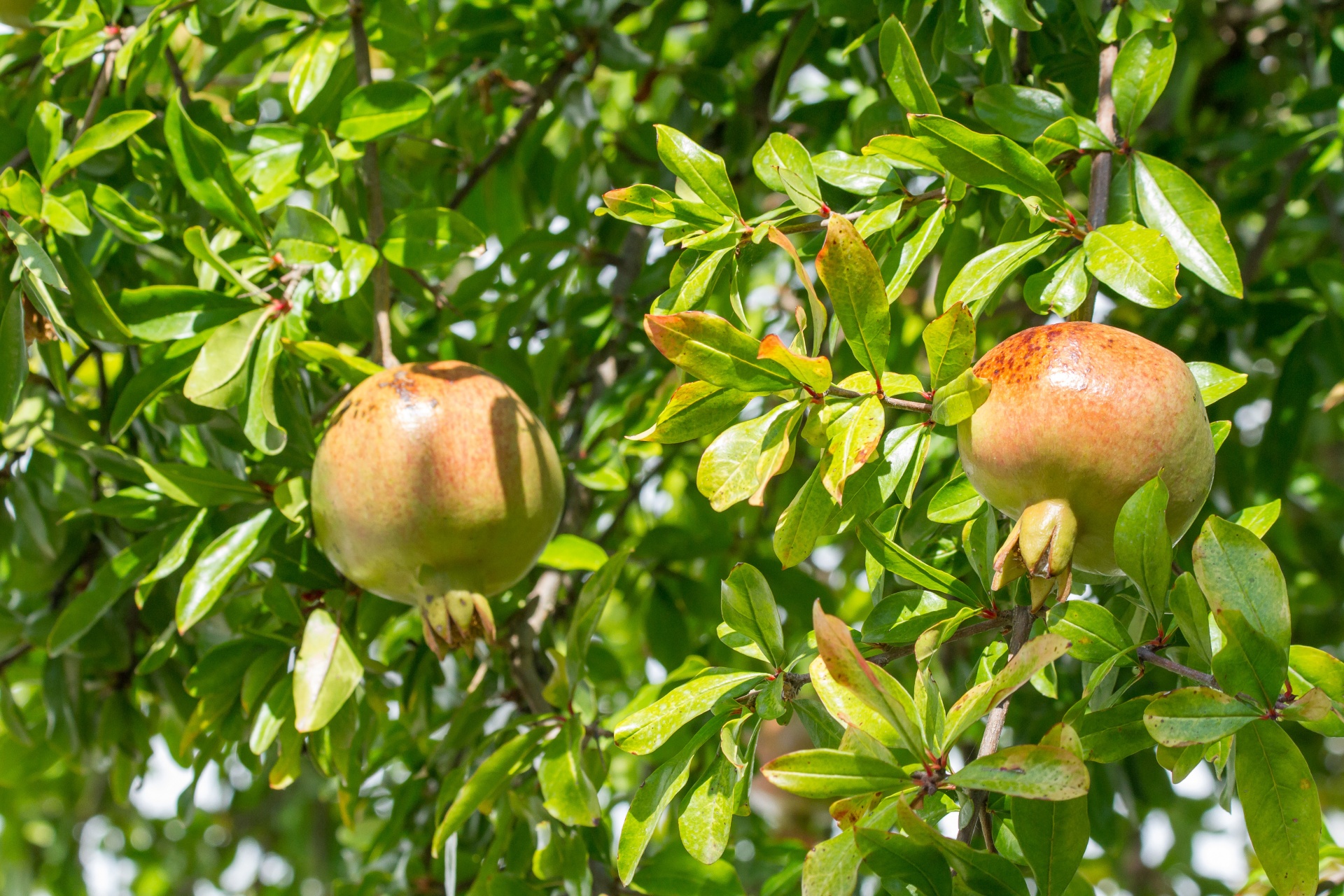 pomegranate fruit fruits free photo