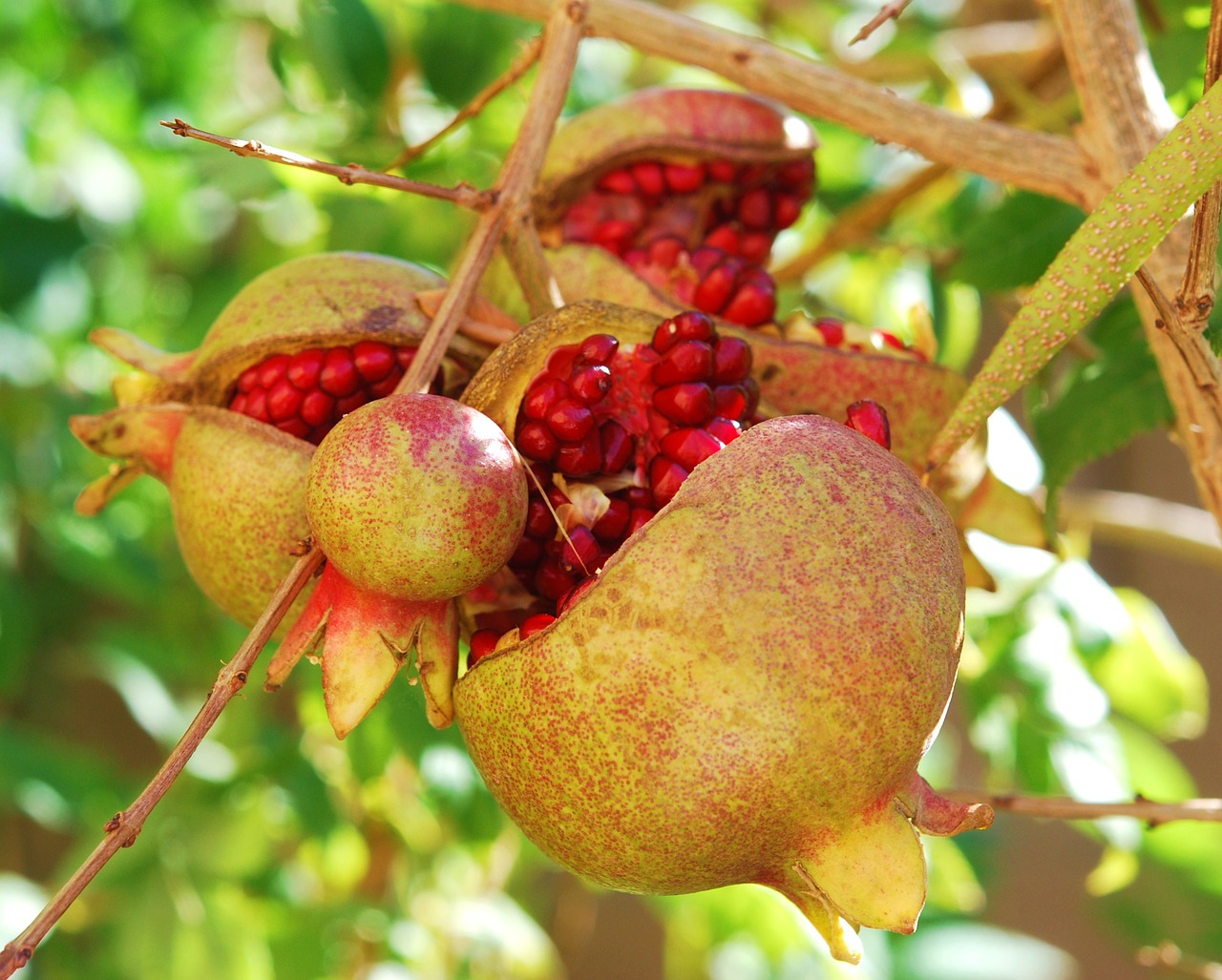 pomegranates fruit passion free photo