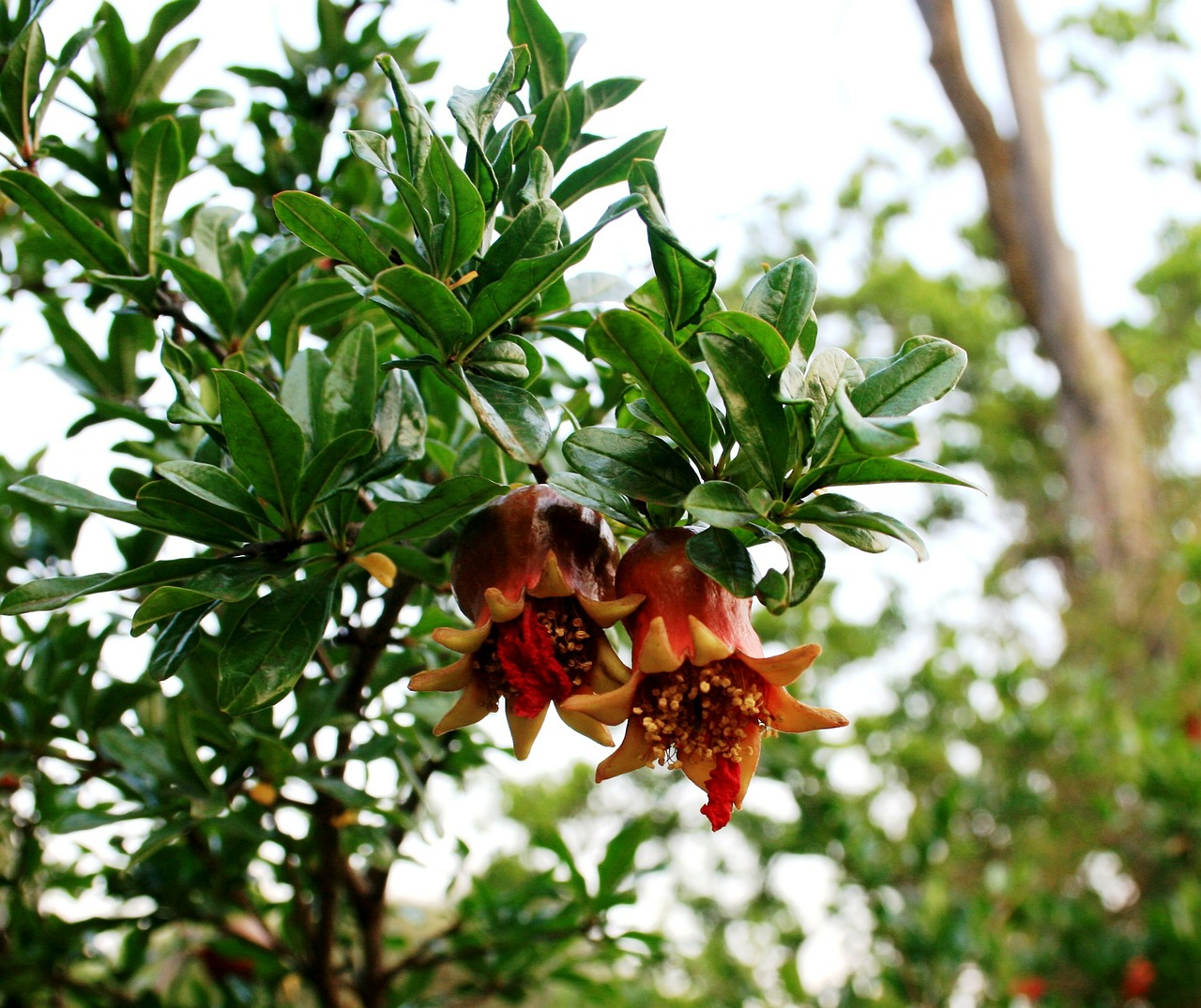 pomegranates forming fruit young free photo