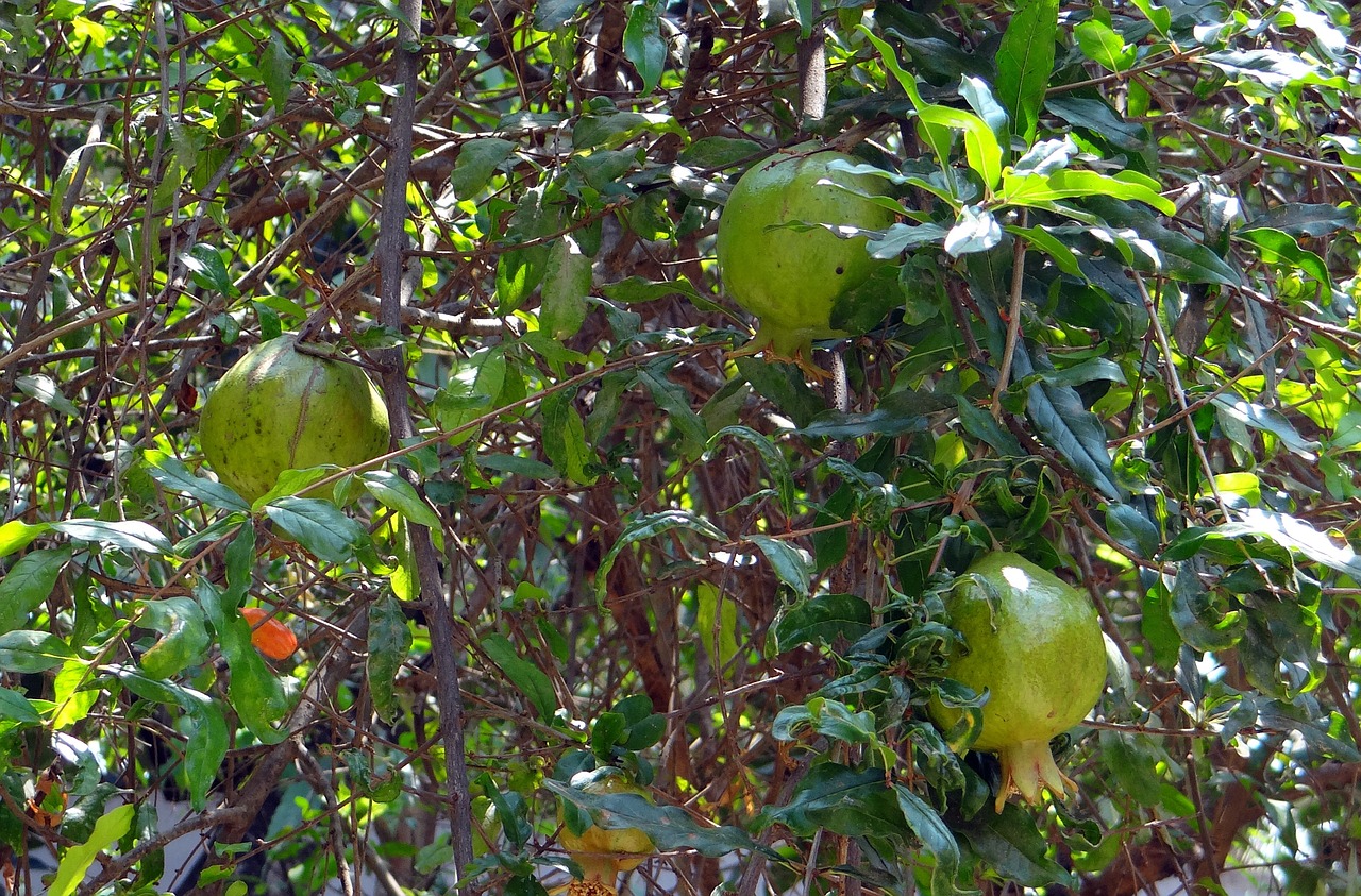 pomegranates trees greenery free photo