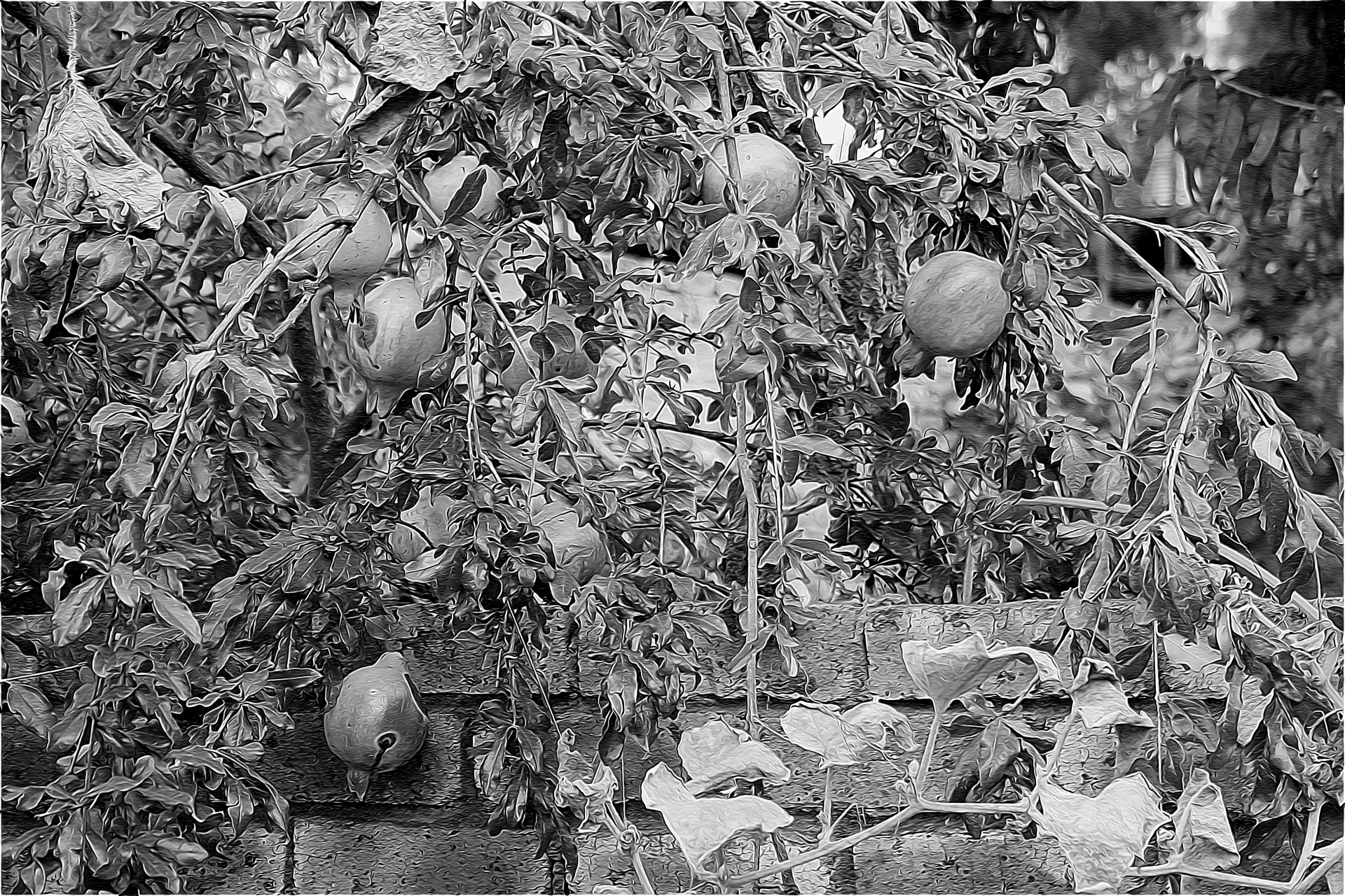 tree fruit pomegranates free photo