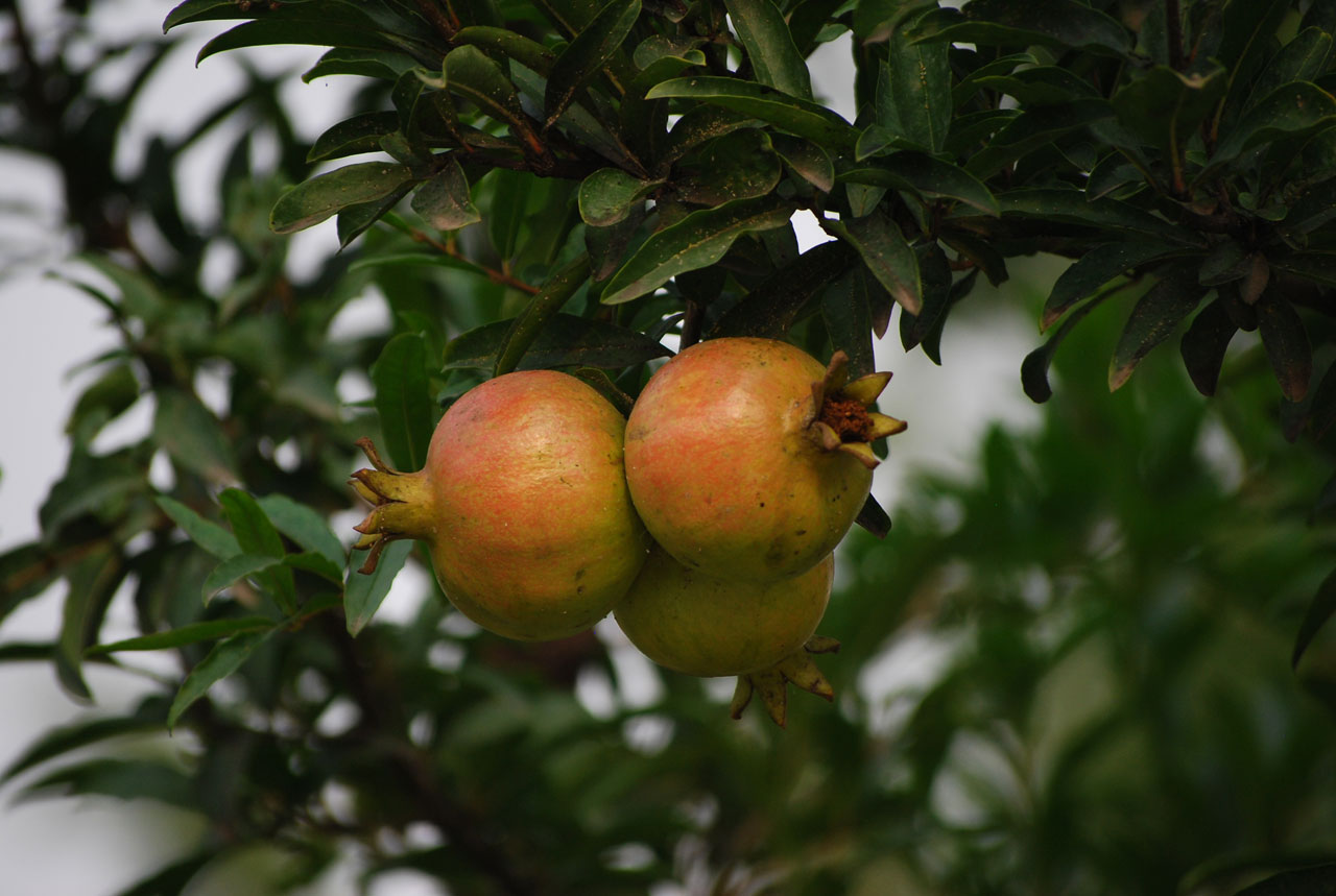 pomegranite fruit tree free photo