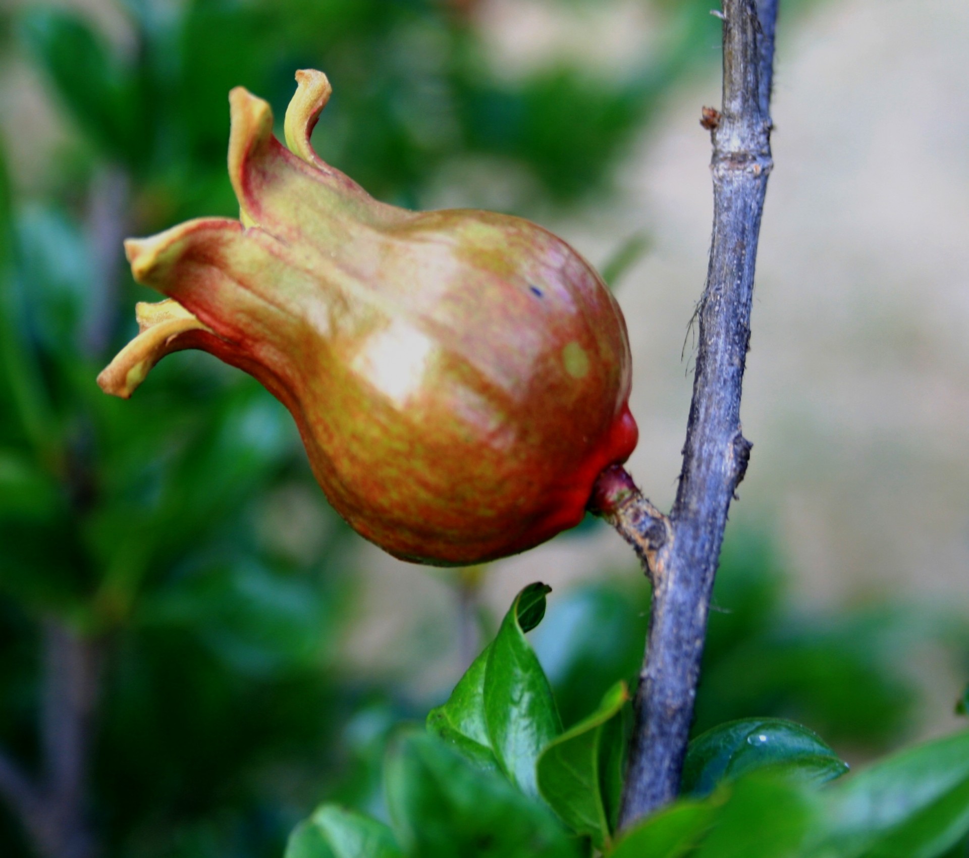 pomegranate fruit young free photo