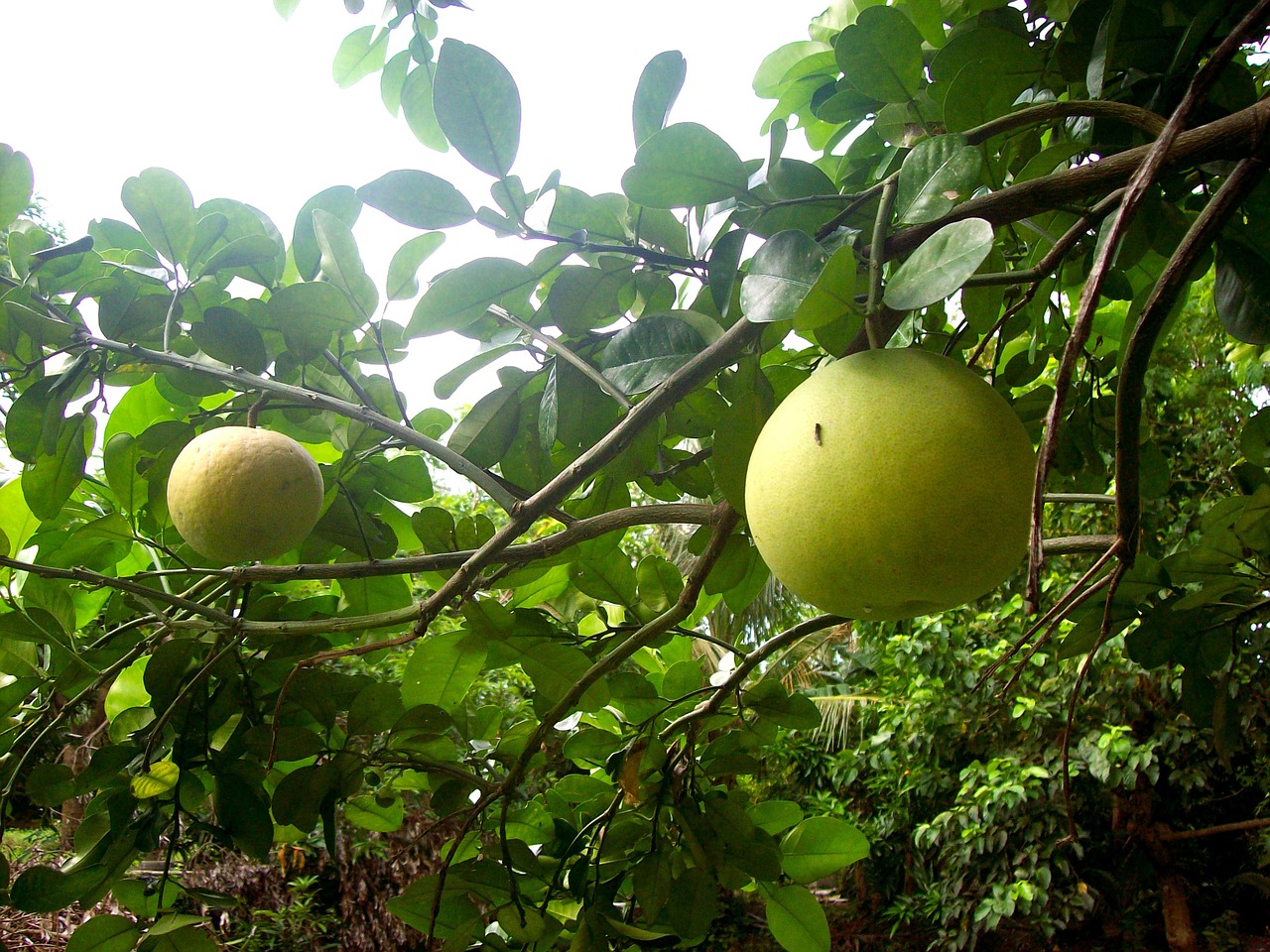 pomelo fruit lemon free photo