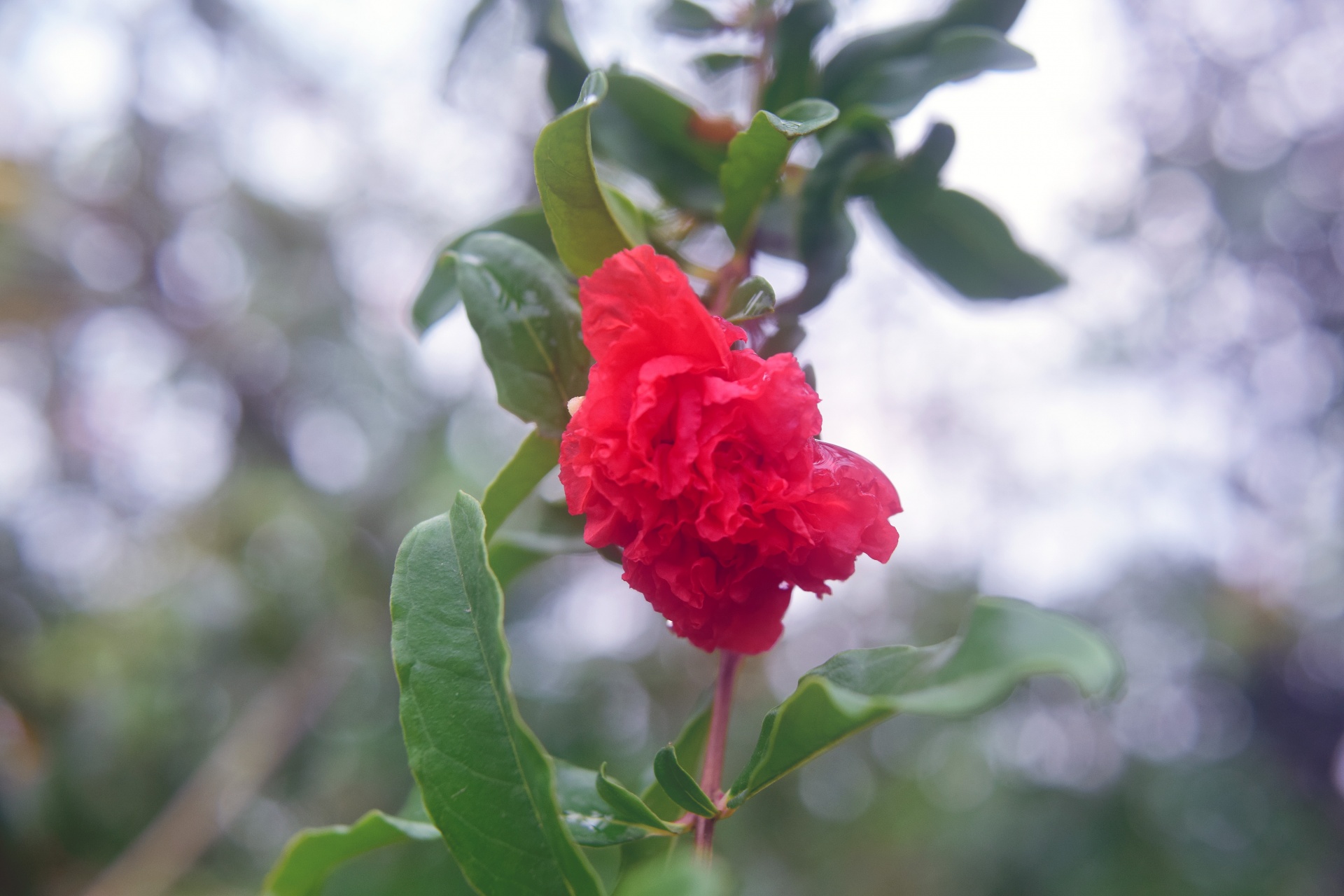 pomegranate flower nature free photo