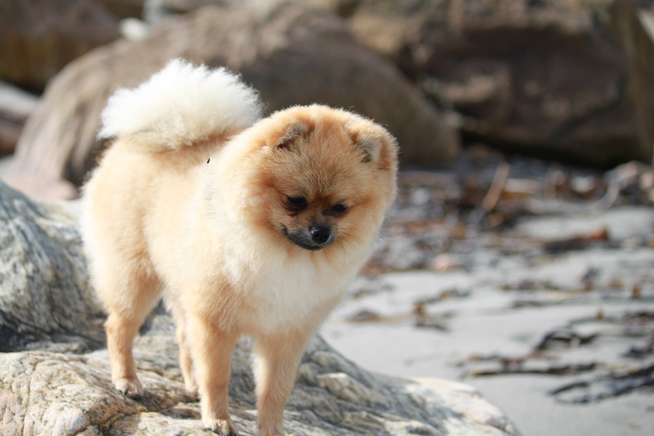 pomeranian spitz miniature pet free photo