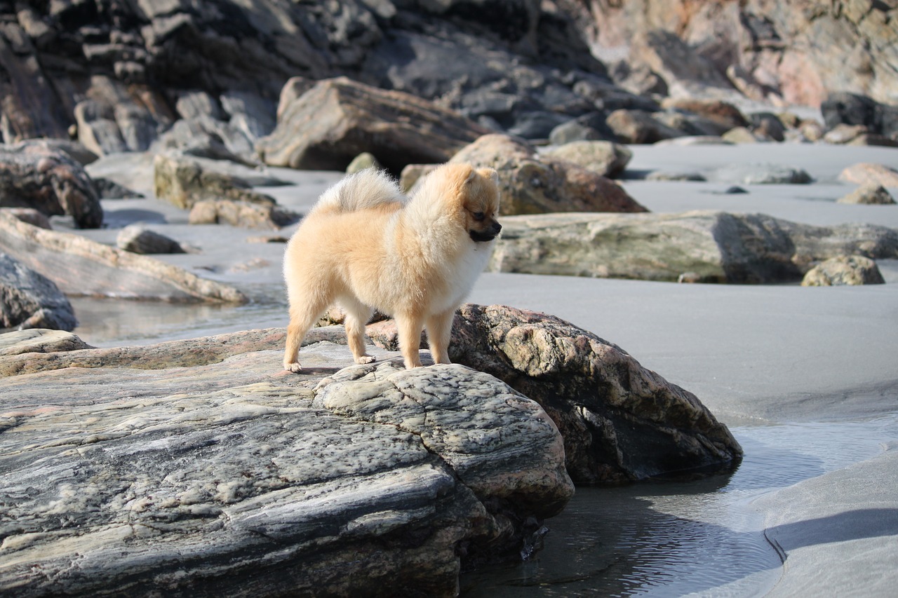 pomeranian spitz miniature the dog on the beach free photo