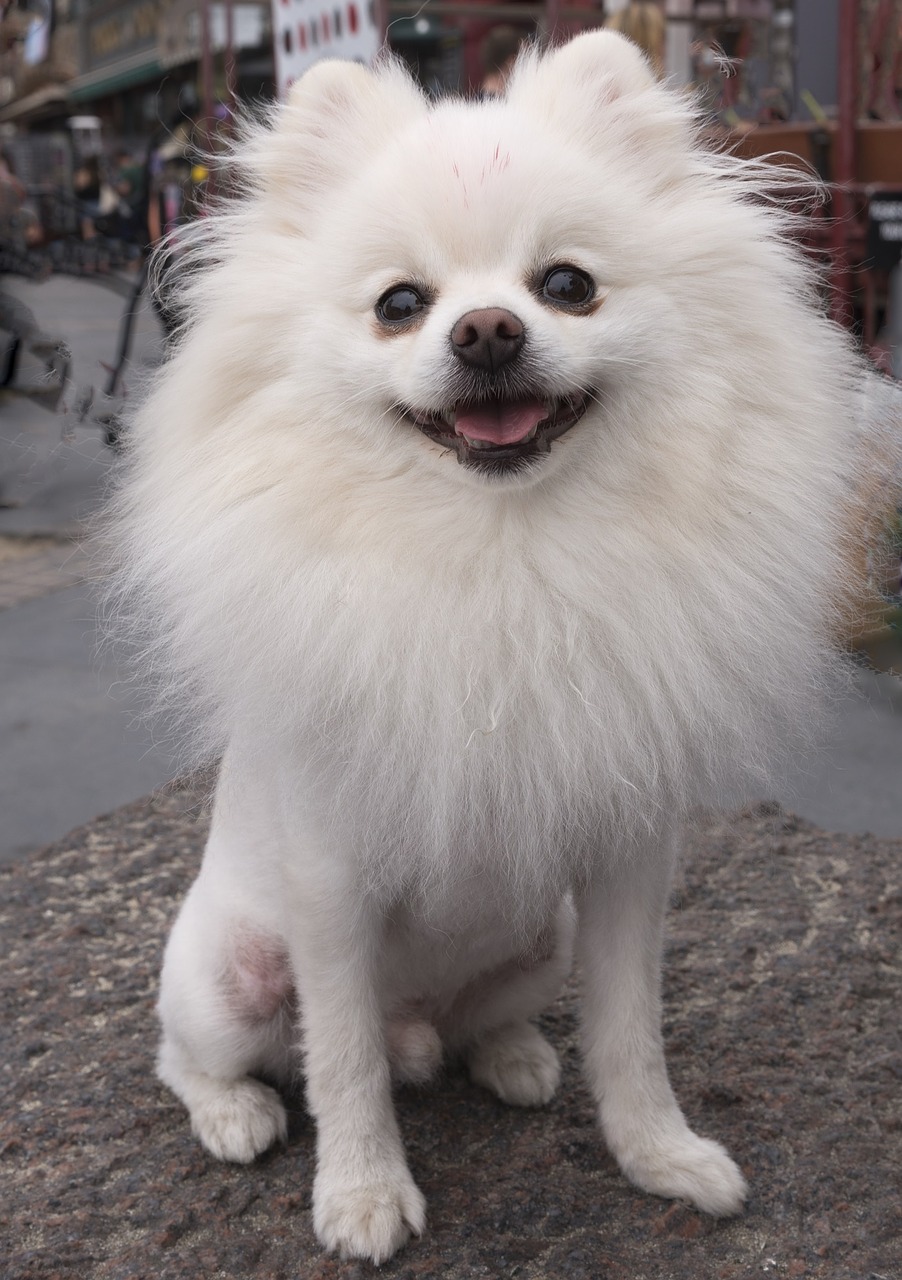 pomeranian dog spitz free photo