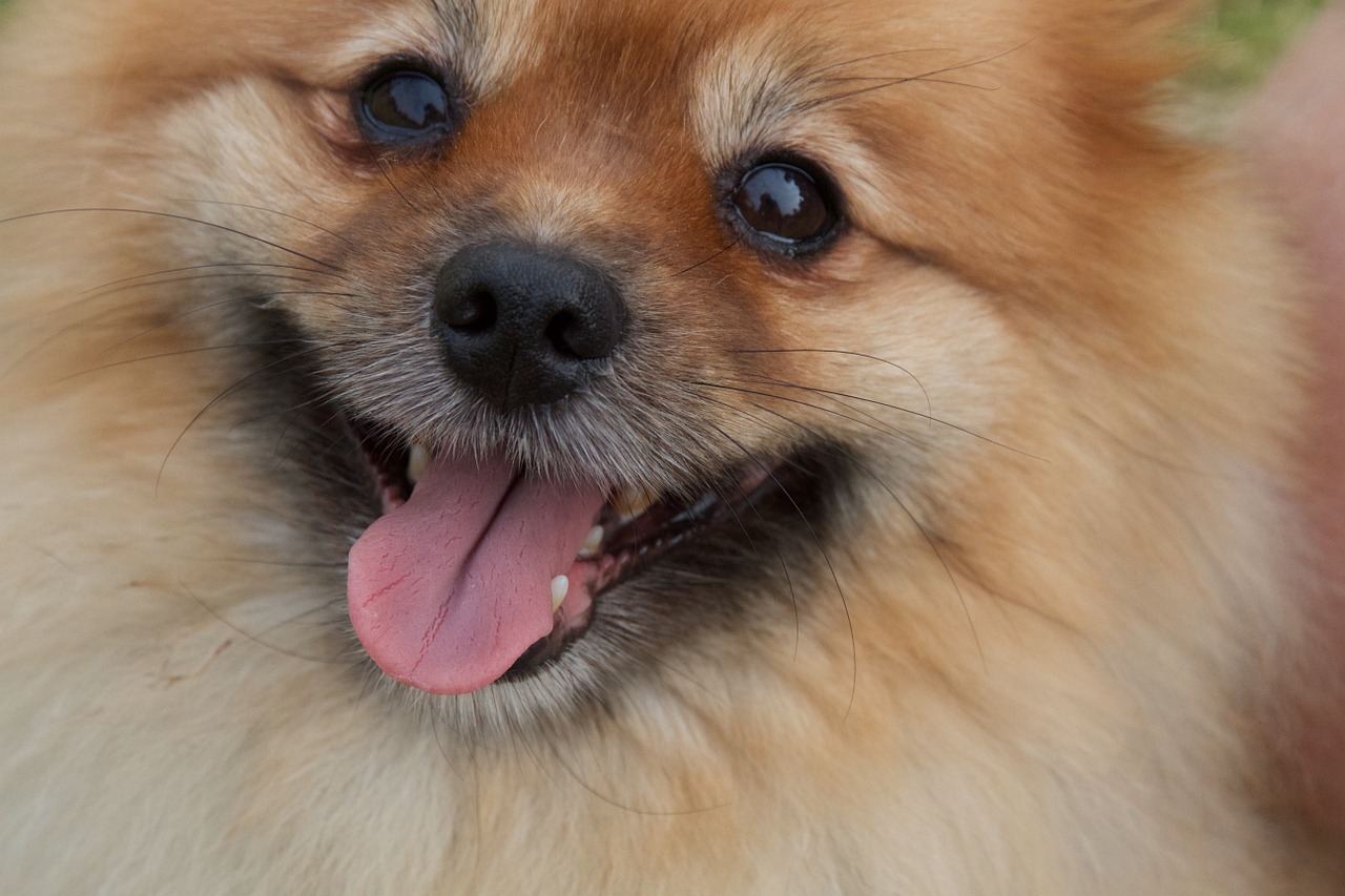 pomeranian dog close up free photo